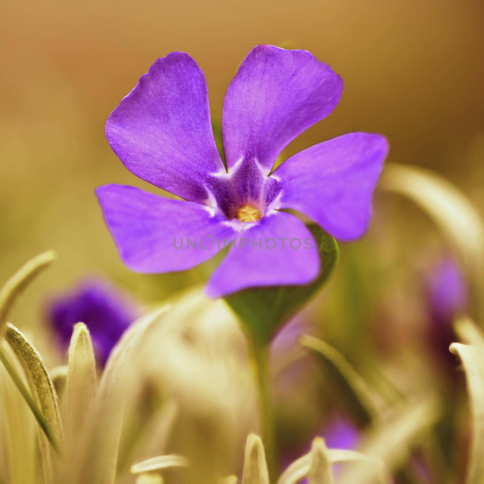 Beautiful purple spring flowers with colorful natural background. Springtime in the grass.