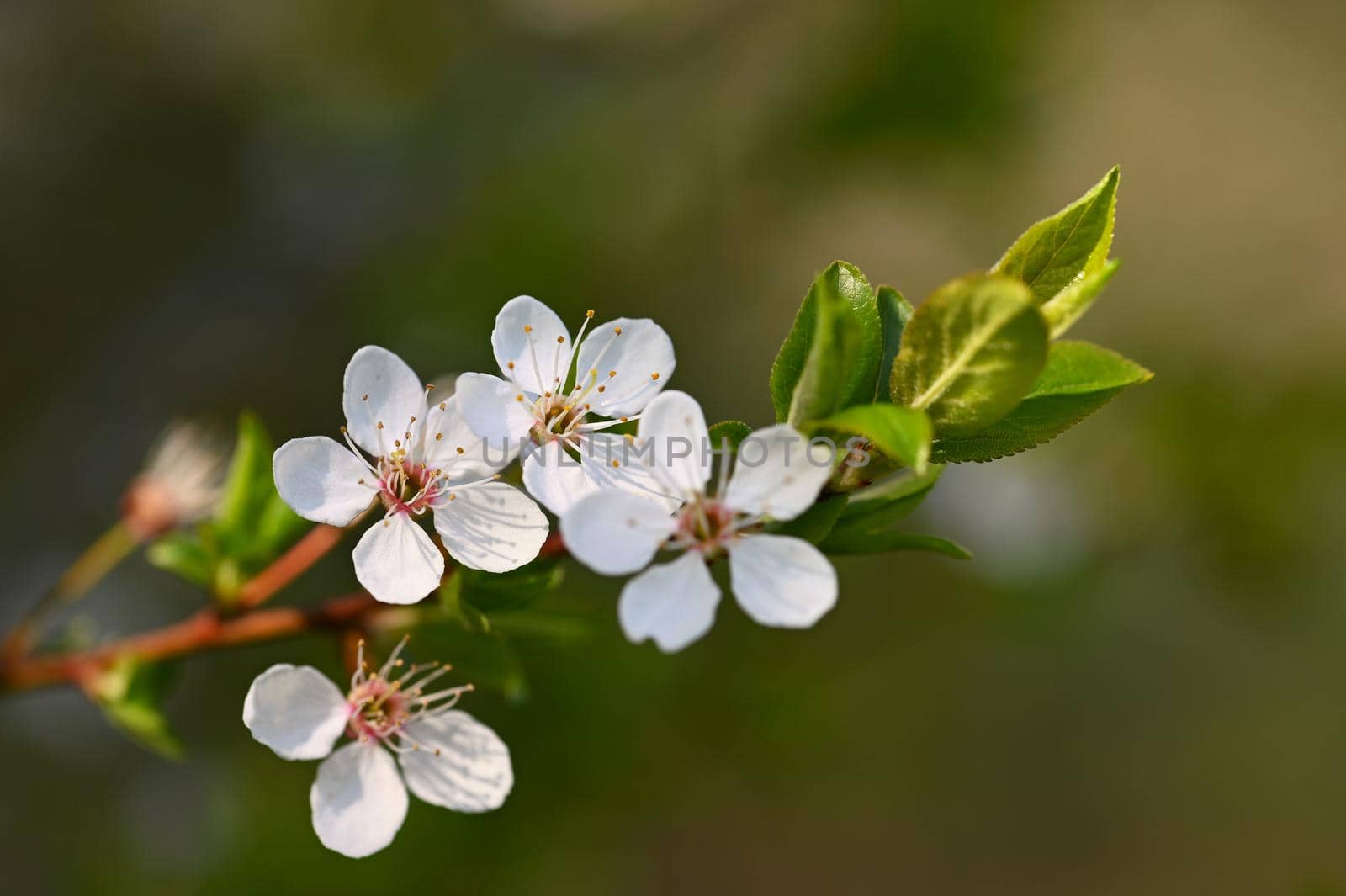 Beautiful blossom tree. Nature scene with sun in Sunny day. Spring flowers. Abstract blurred background in Springtime.  by Montypeter