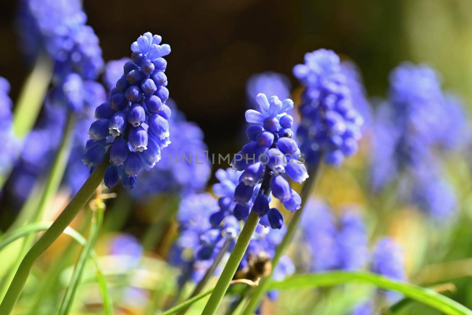 Beautiful spring blue flower grape hyacinth with sun and green grass. Macro shot of the garden with a natural blurred background.(Muscari armeniacum) 