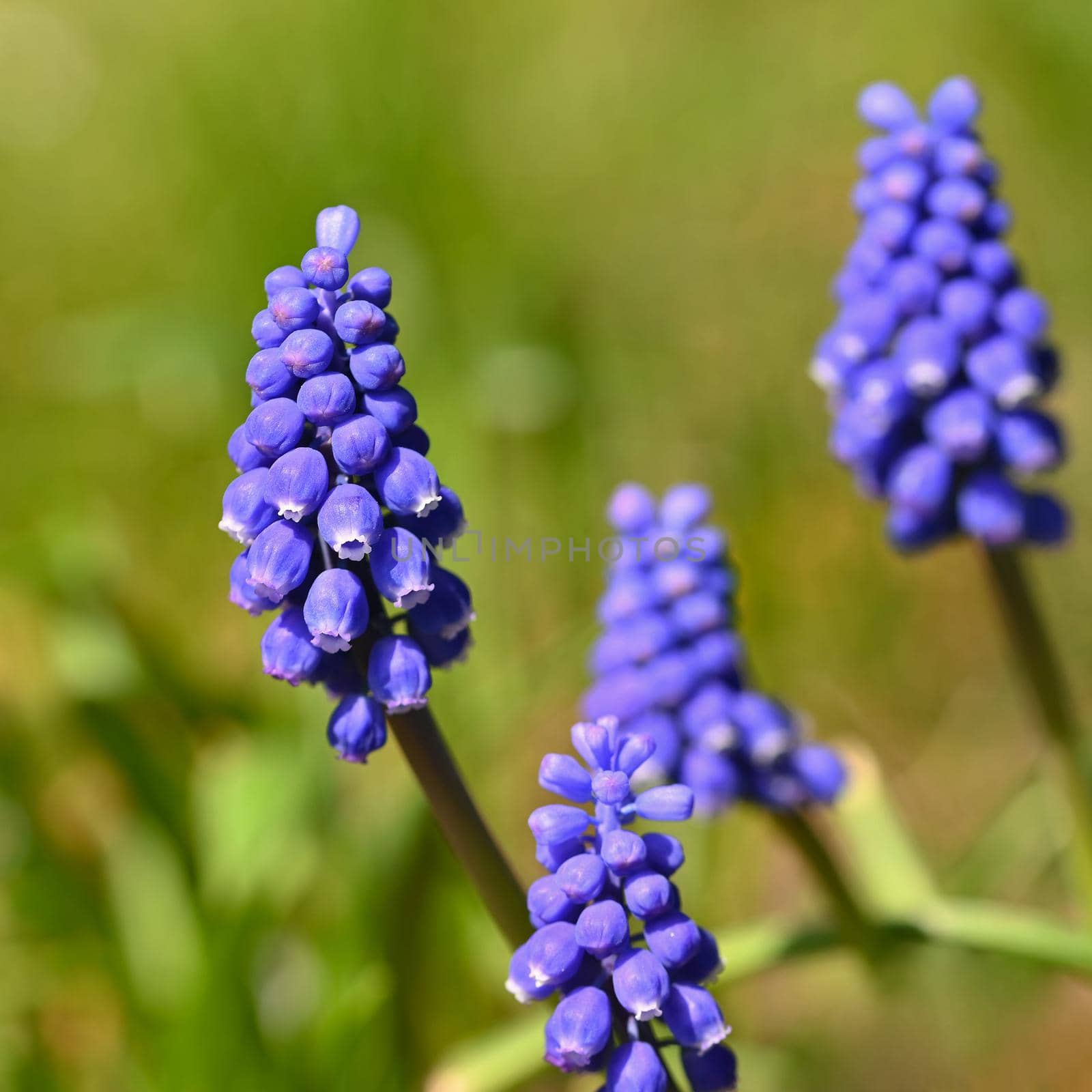 Beautiful spring blue flower grape hyacinth with sun and green grass. Macro shot of the garden with a natural blurred background.(Muscari armeniacum)  by Montypeter