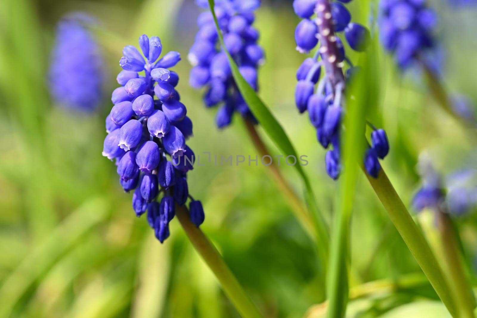 Beautiful spring blue flower grape hyacinth with sun and green grass. Macro shot of the garden with a natural blurred background.(Muscari armeniacum)  by Montypeter
