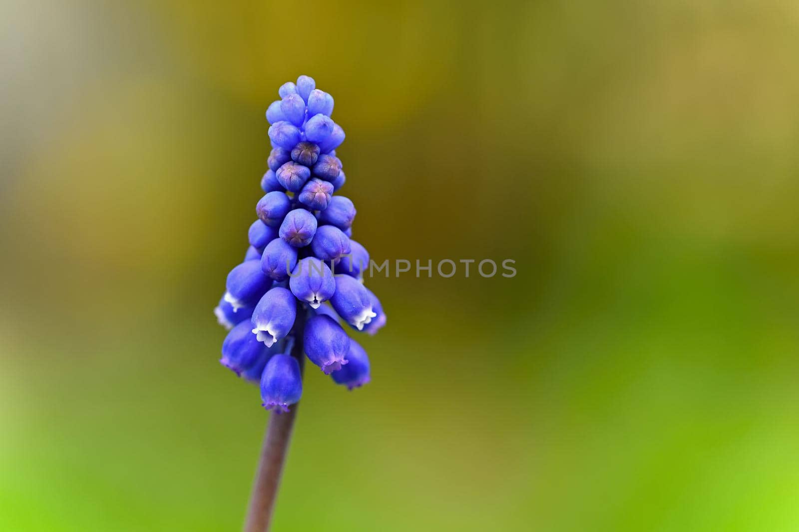 Beautiful spring blue flower grape hyacinth with sun and green grass. Macro shot of the garden with a natural blurred background.(Muscari armeniacum) 