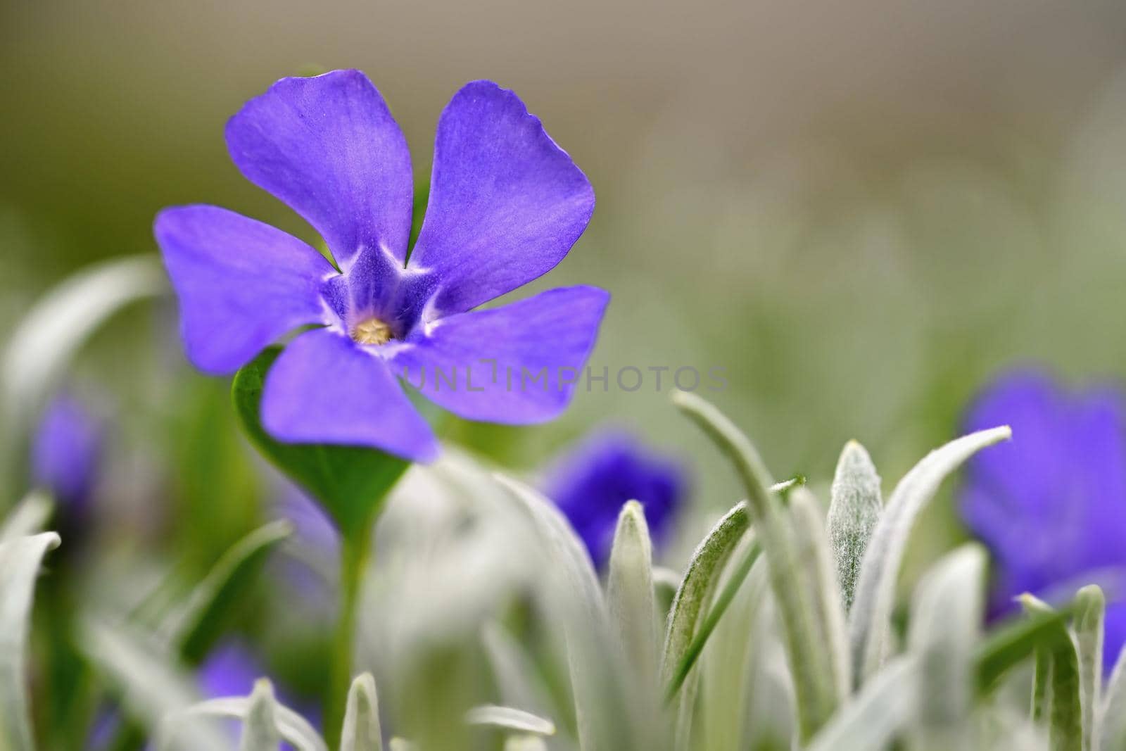 Beautiful purple spring flowers with colorful natural background. Springtime in the grass. by Montypeter