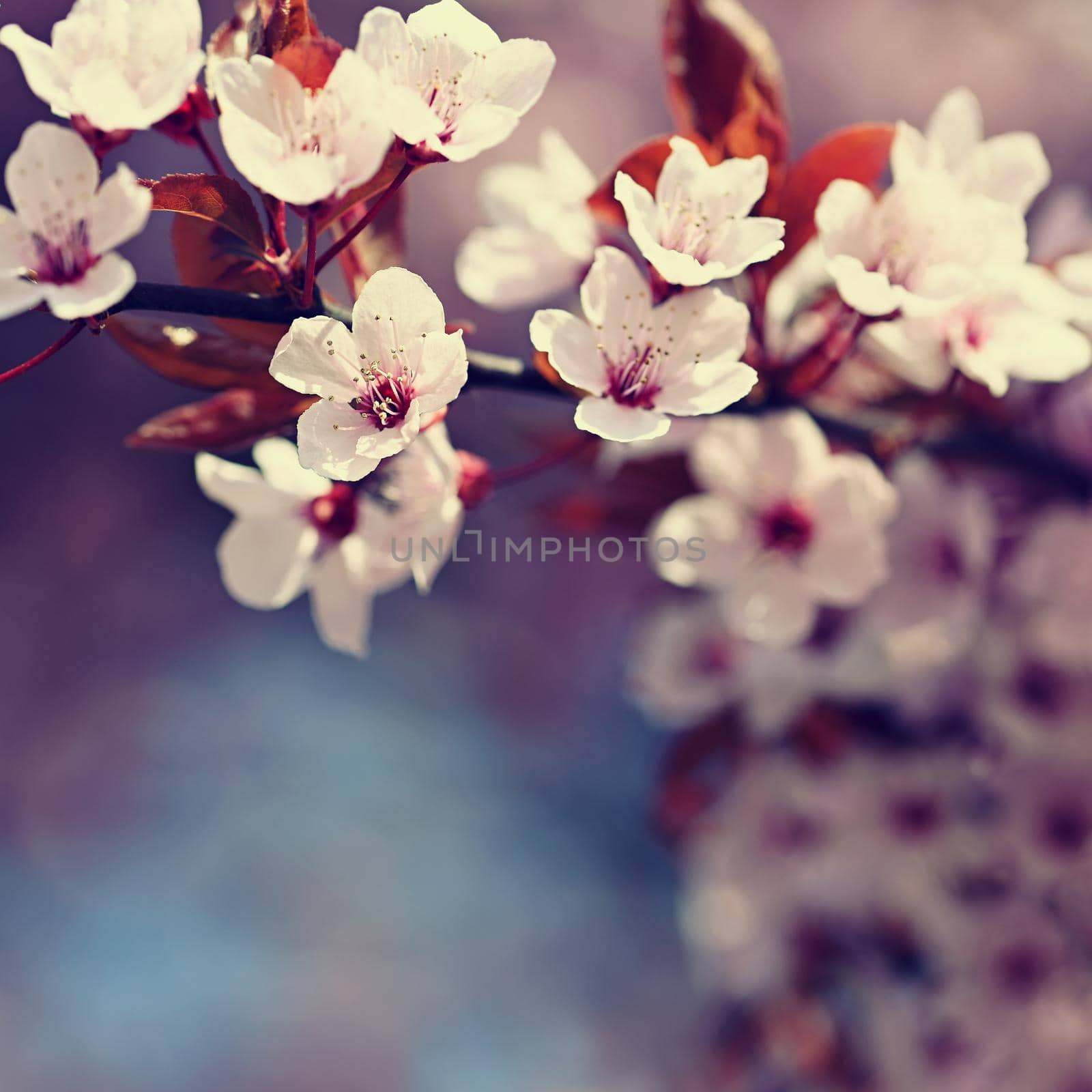 Beautiful flowering Japanese cherry Sakura. Season Background. Outdoor natural blurred background with flowering tree in spring sunny day.