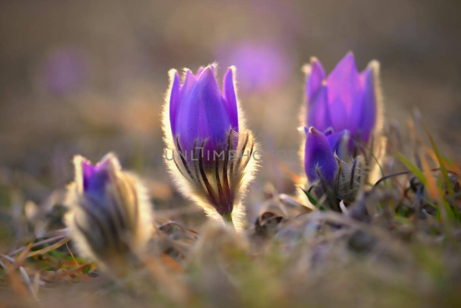 Springtime and spring flower. Beautiful purple little furry pasque-flower. (Pulsatilla grandis) Blooming on spring meadow at the sunset. by Montypeter