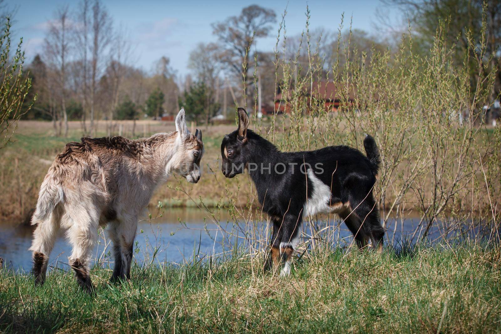 Two young and little goats game of fight by Lincikas