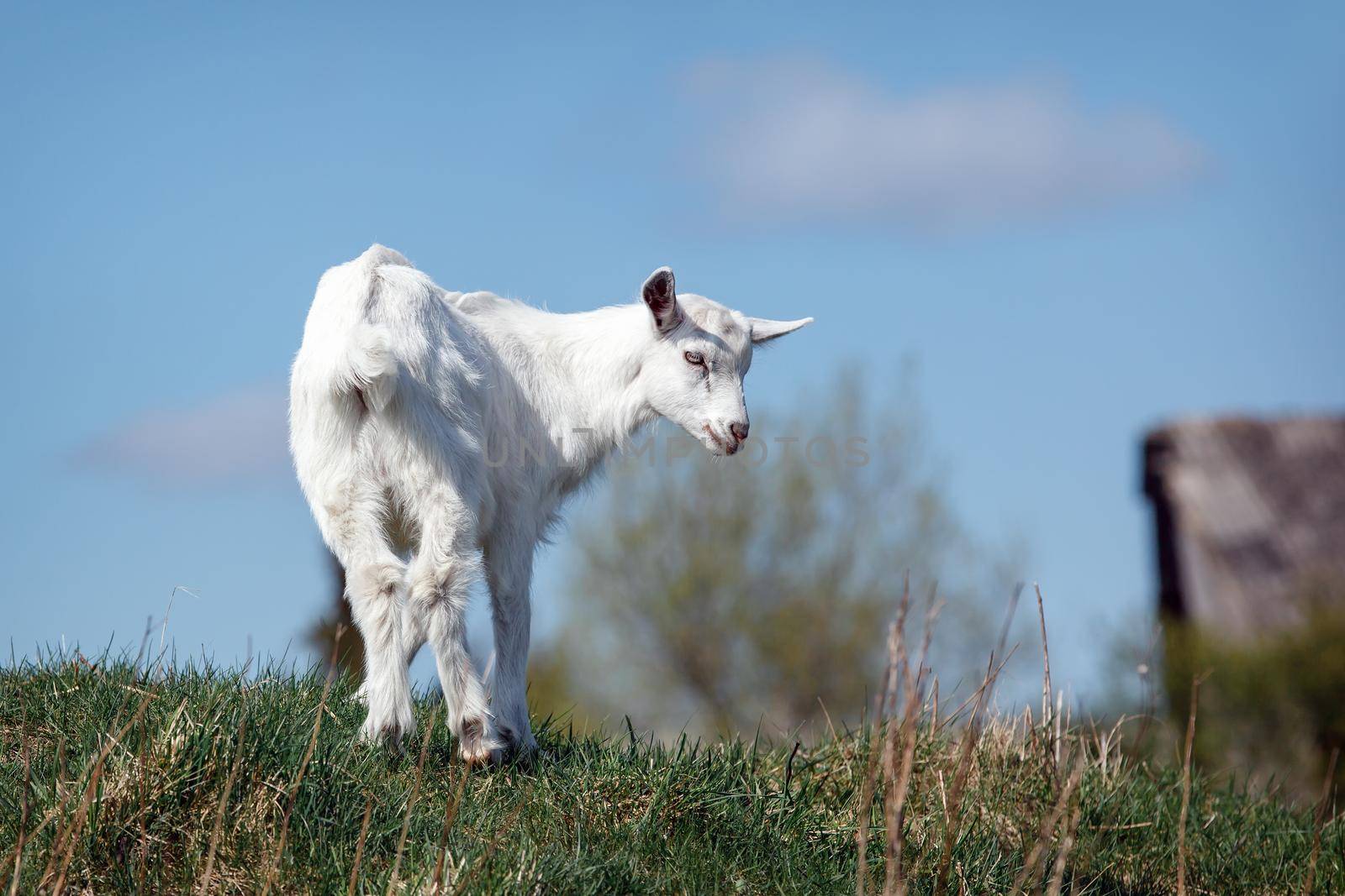 Young white goatling on the hill by Lincikas