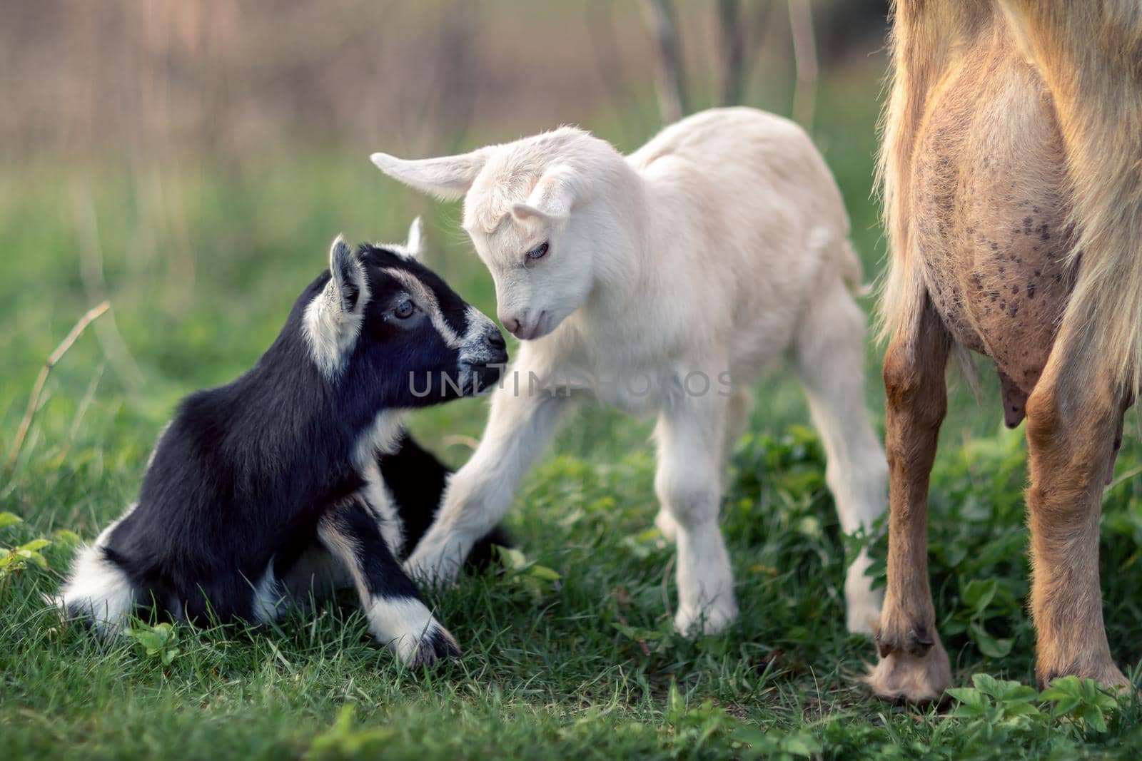 Black and White goatlings Friendship by Lincikas