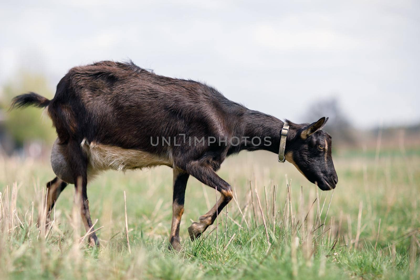 Black goat with big udder grazing in the meadow by Lincikas