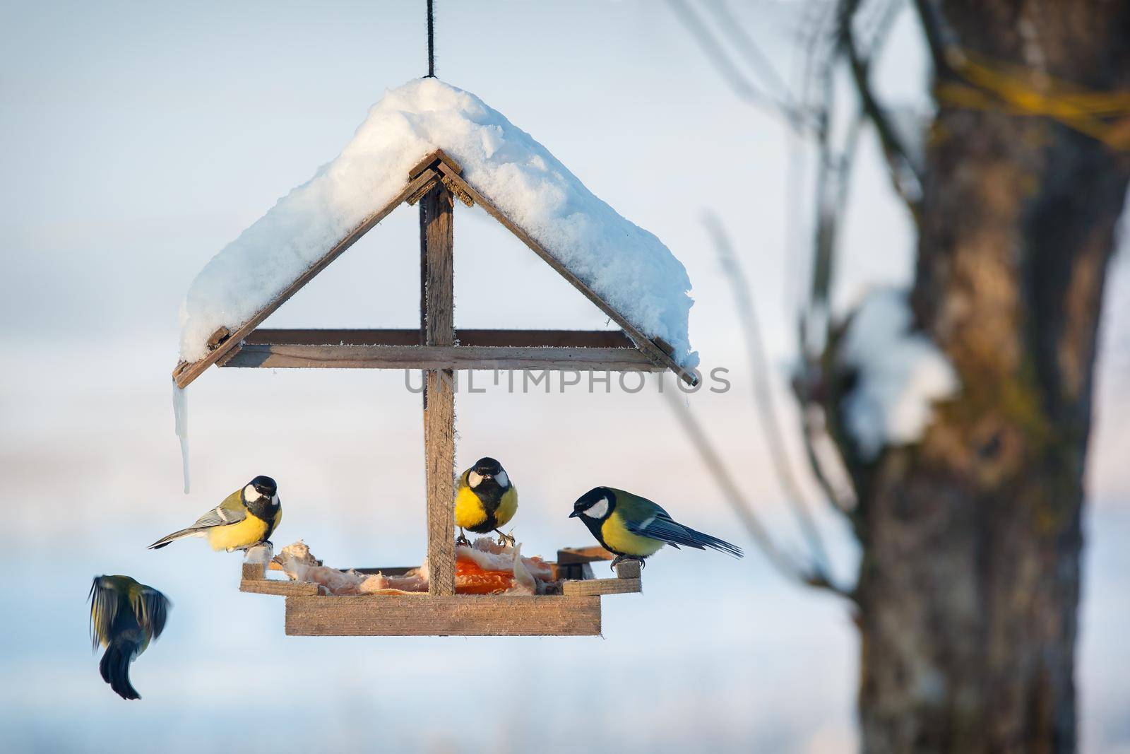 Four tit in winter bird feeder by Lincikas