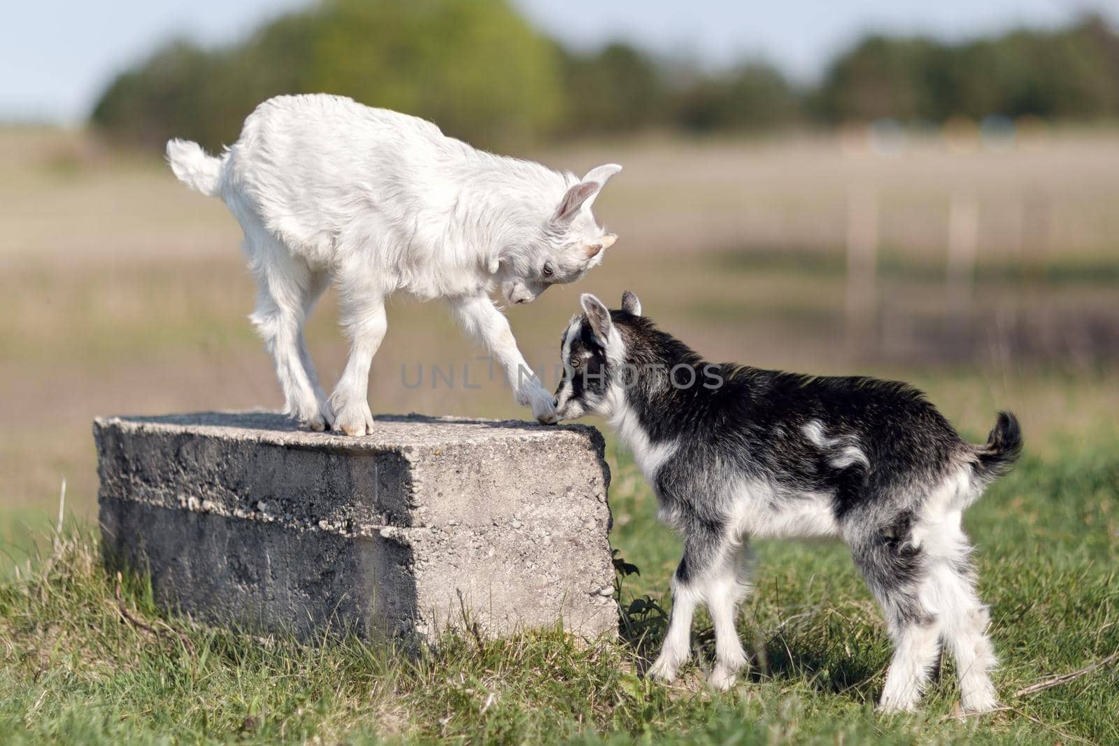 Black and white little goatlings battle for the place on the block