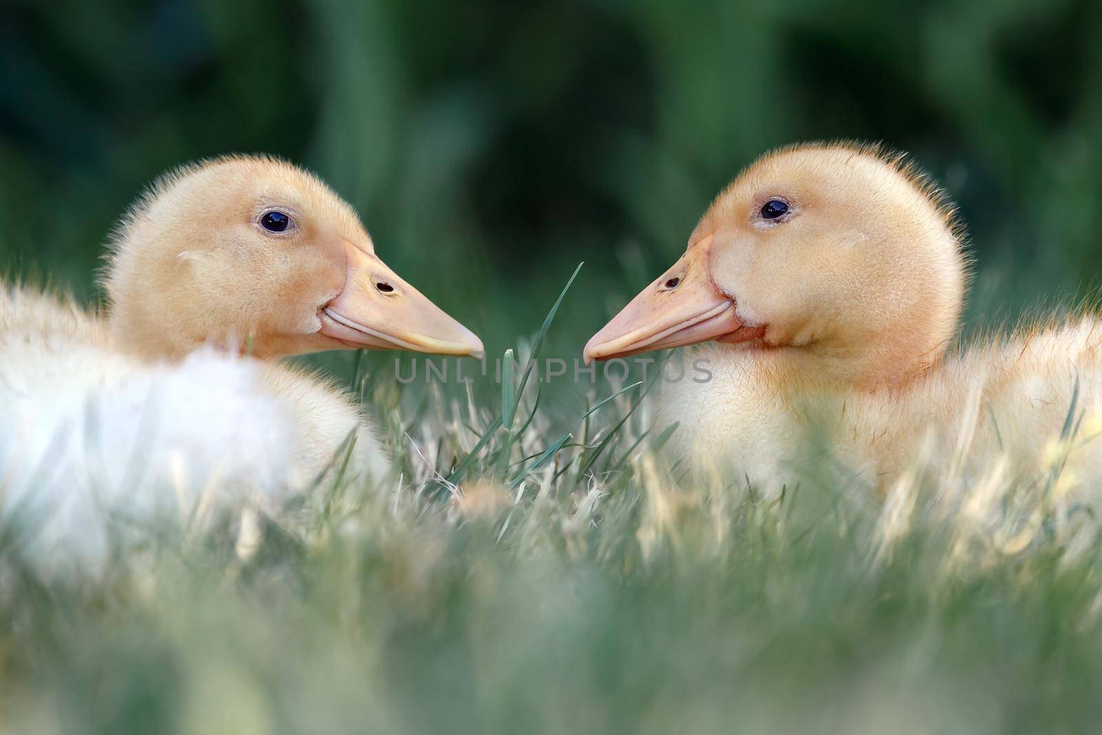 Two ducklings lie one against another by Lincikas