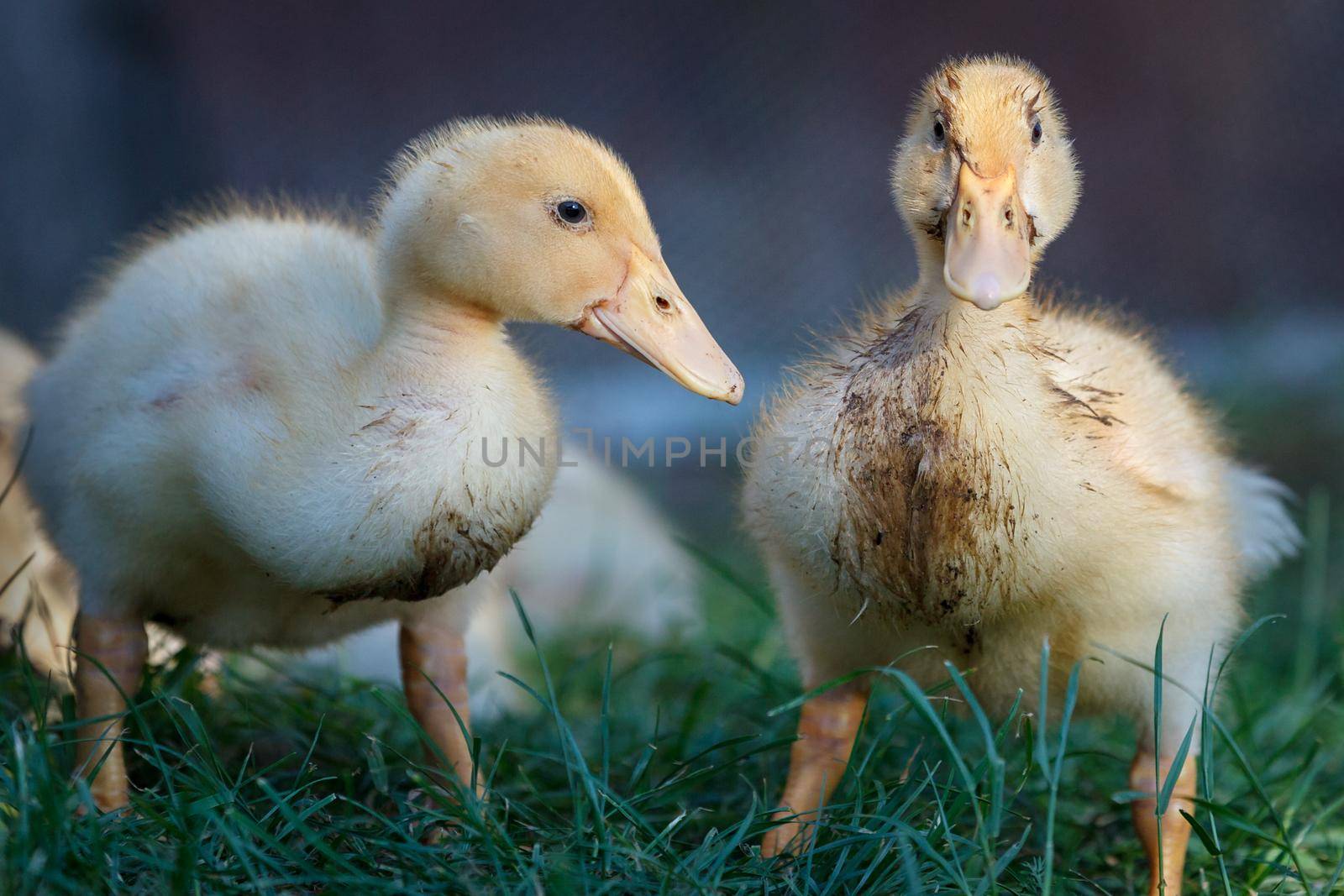 Two dirty little ducklings by Lincikas