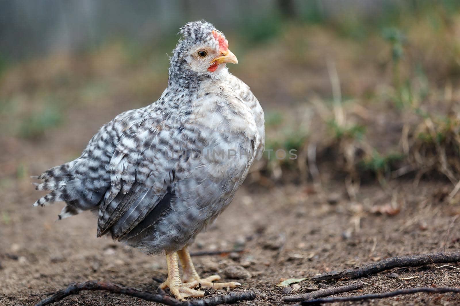 Speckled gray nice young hen standing in the yard