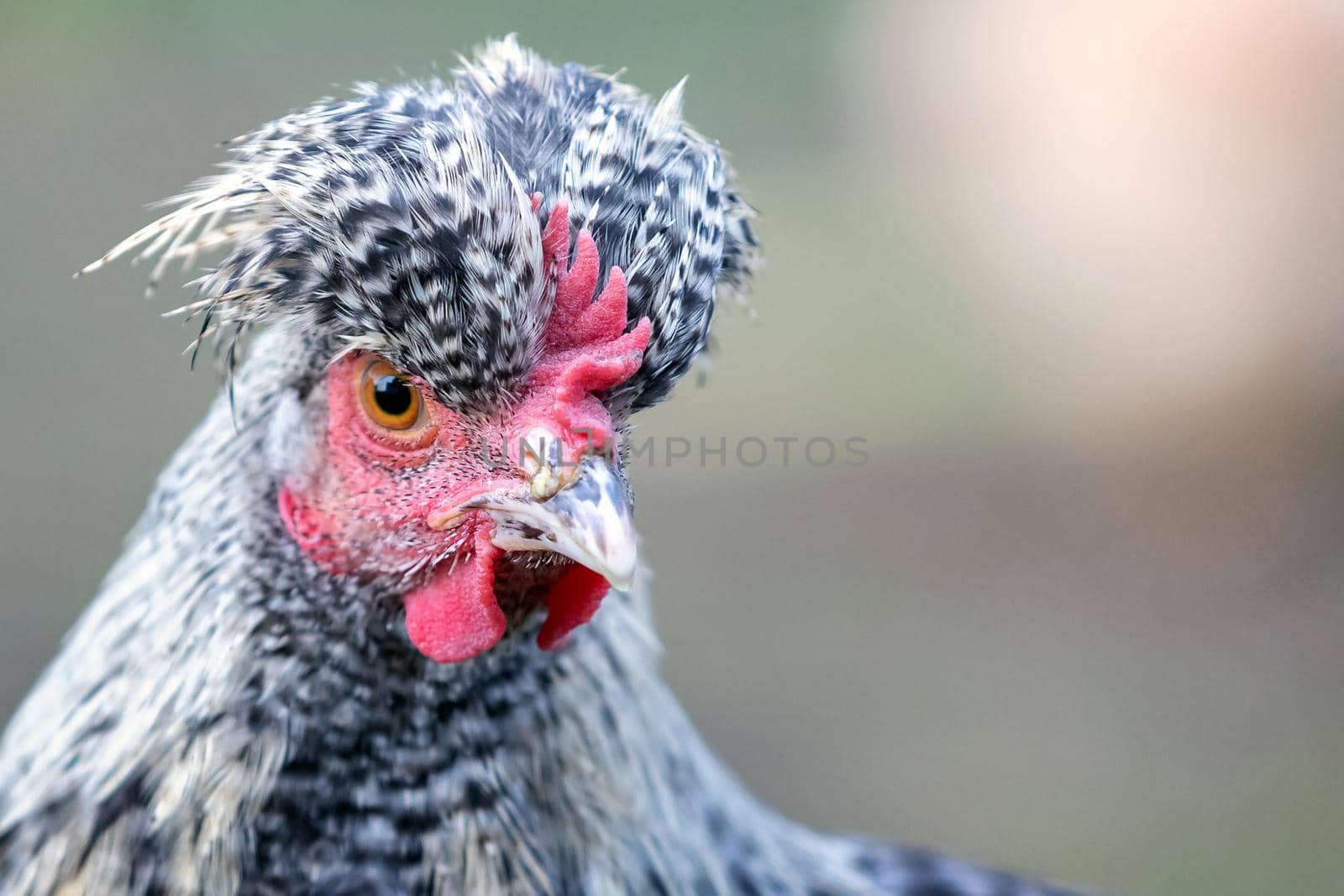 Hen with big topknot in the gray background by Lincikas