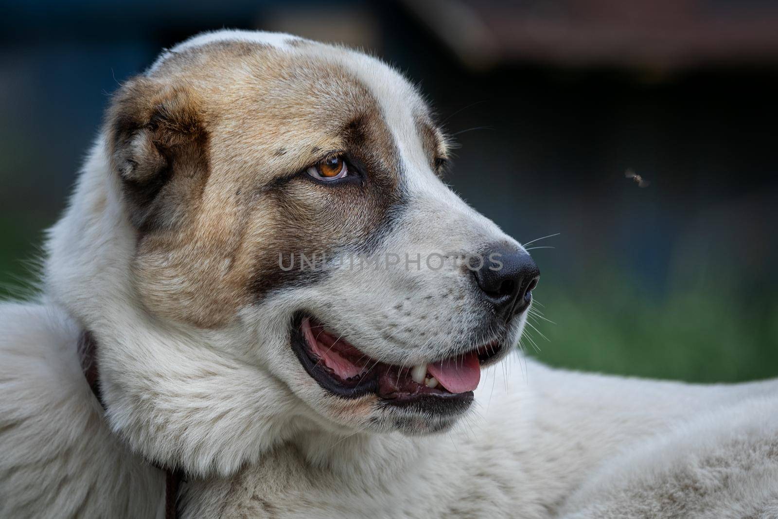 Asian Shepherd dog looking at the fly by Lincikas
