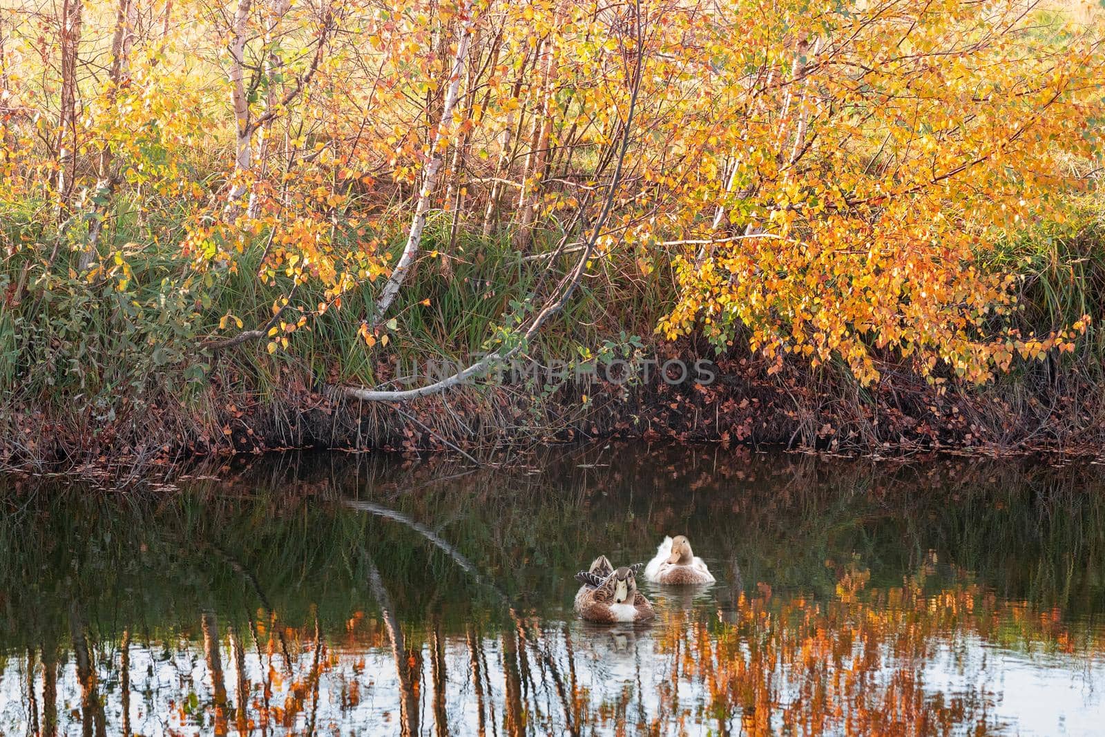 Two ducks in the lake, and golden birches in the autumn background