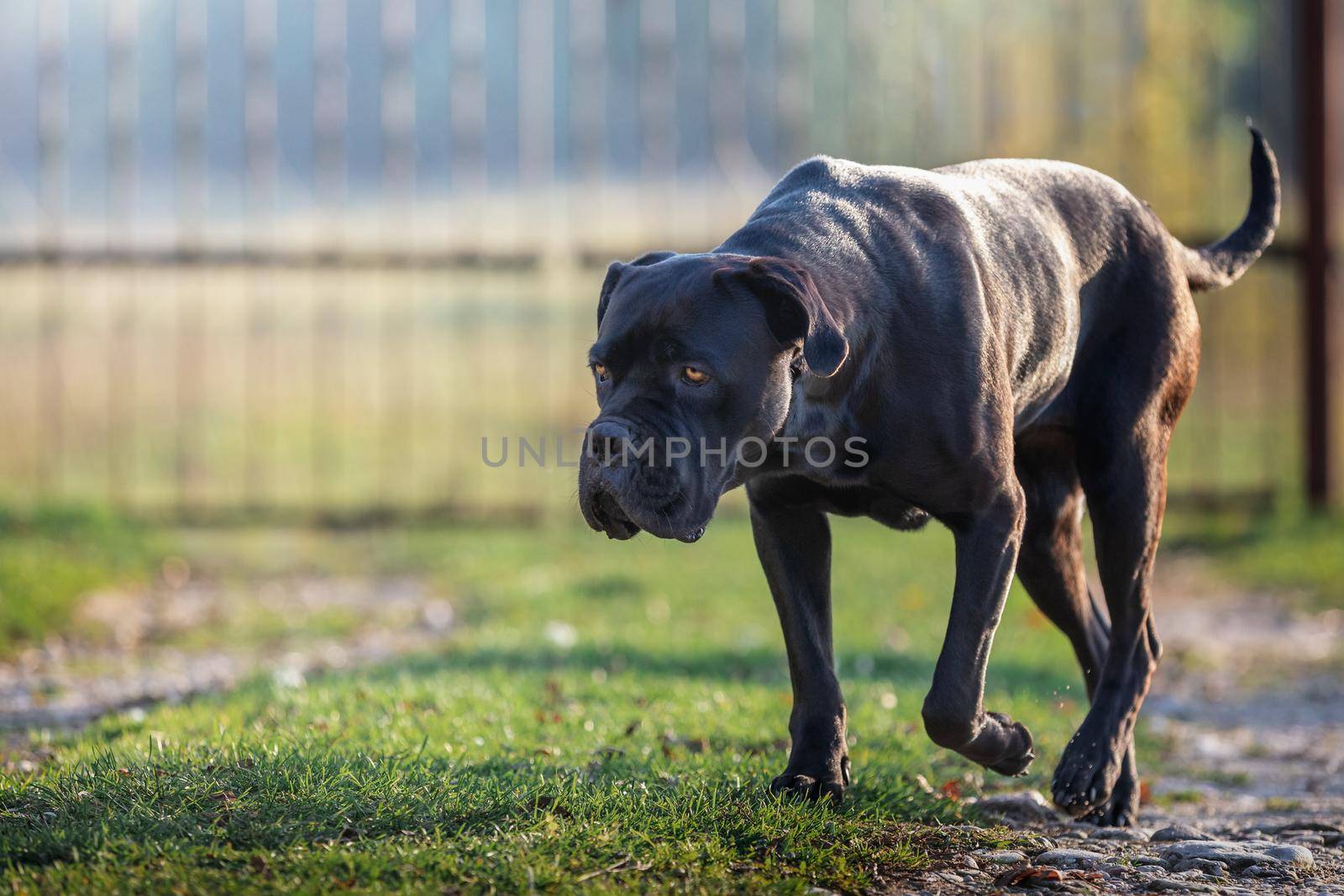 Sad black dog goes home by Lincikas