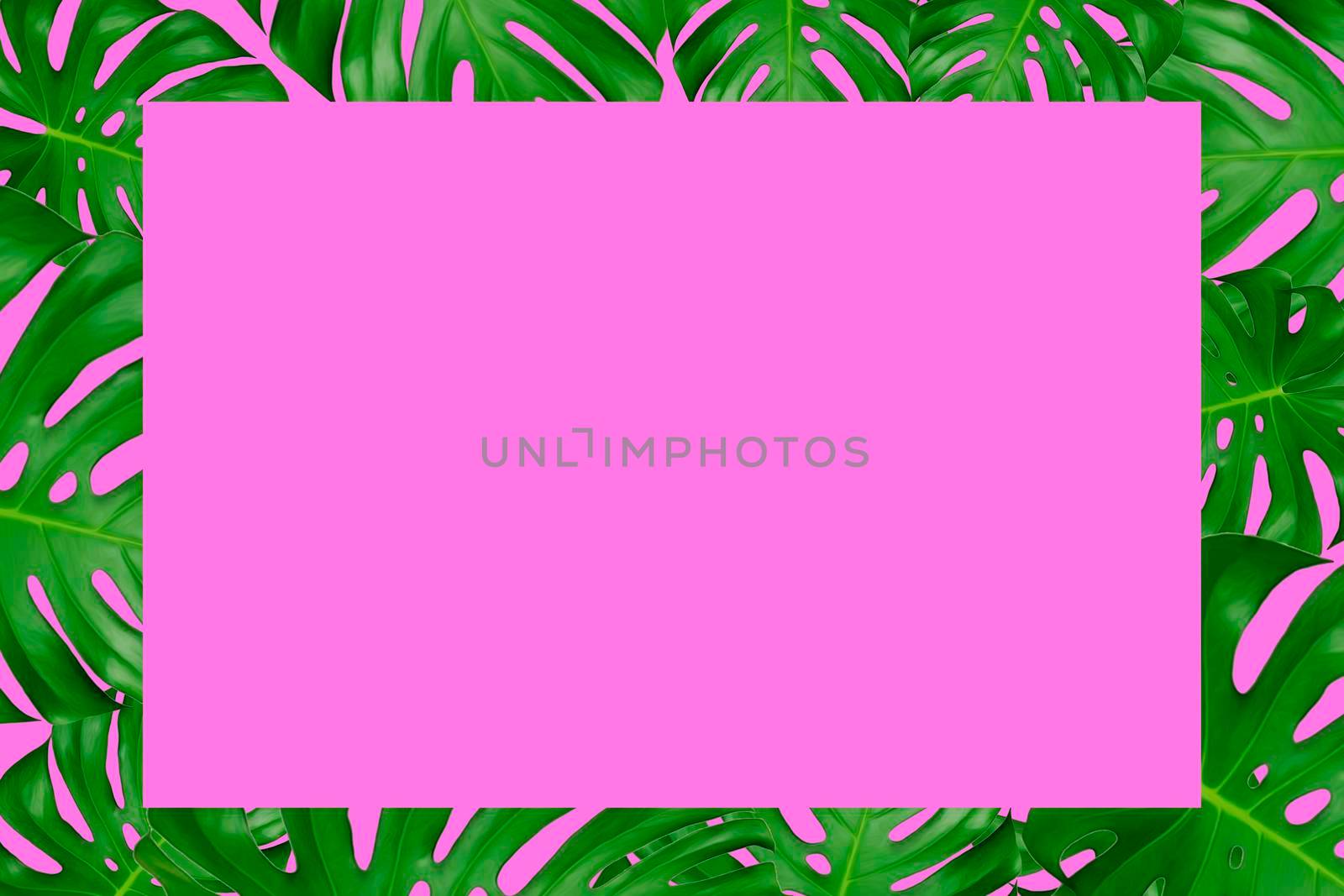 Frame of green monster leaves and a pink background. Top view and copy space. by Essffes