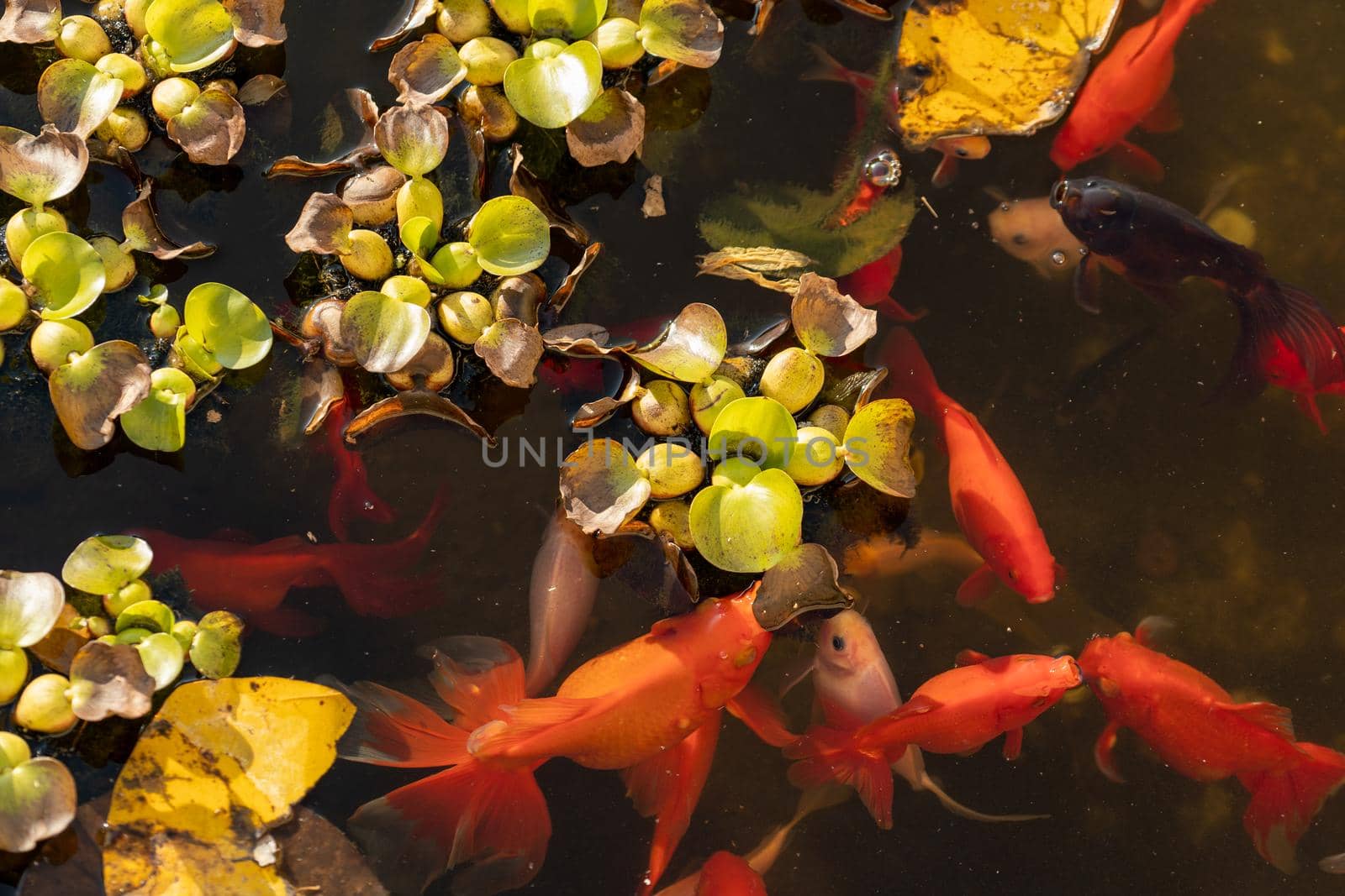 Beautiful view of Japanese carp fish in the pond