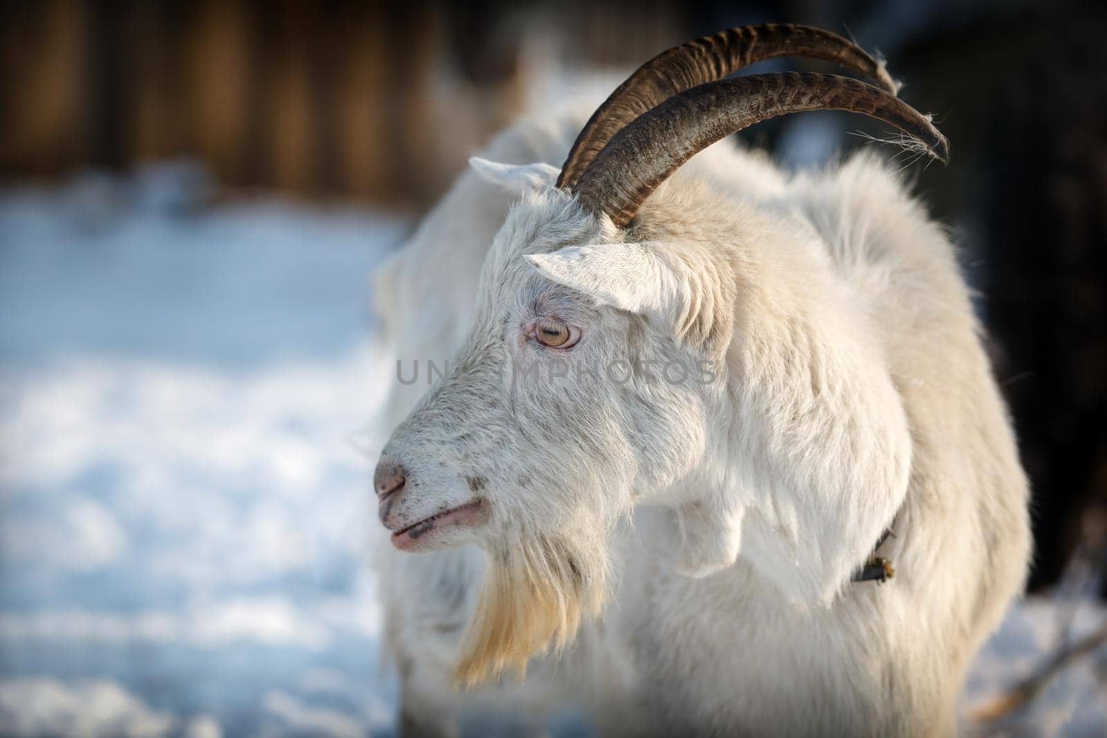 Goat in winter snow scene with long horns looking to distance