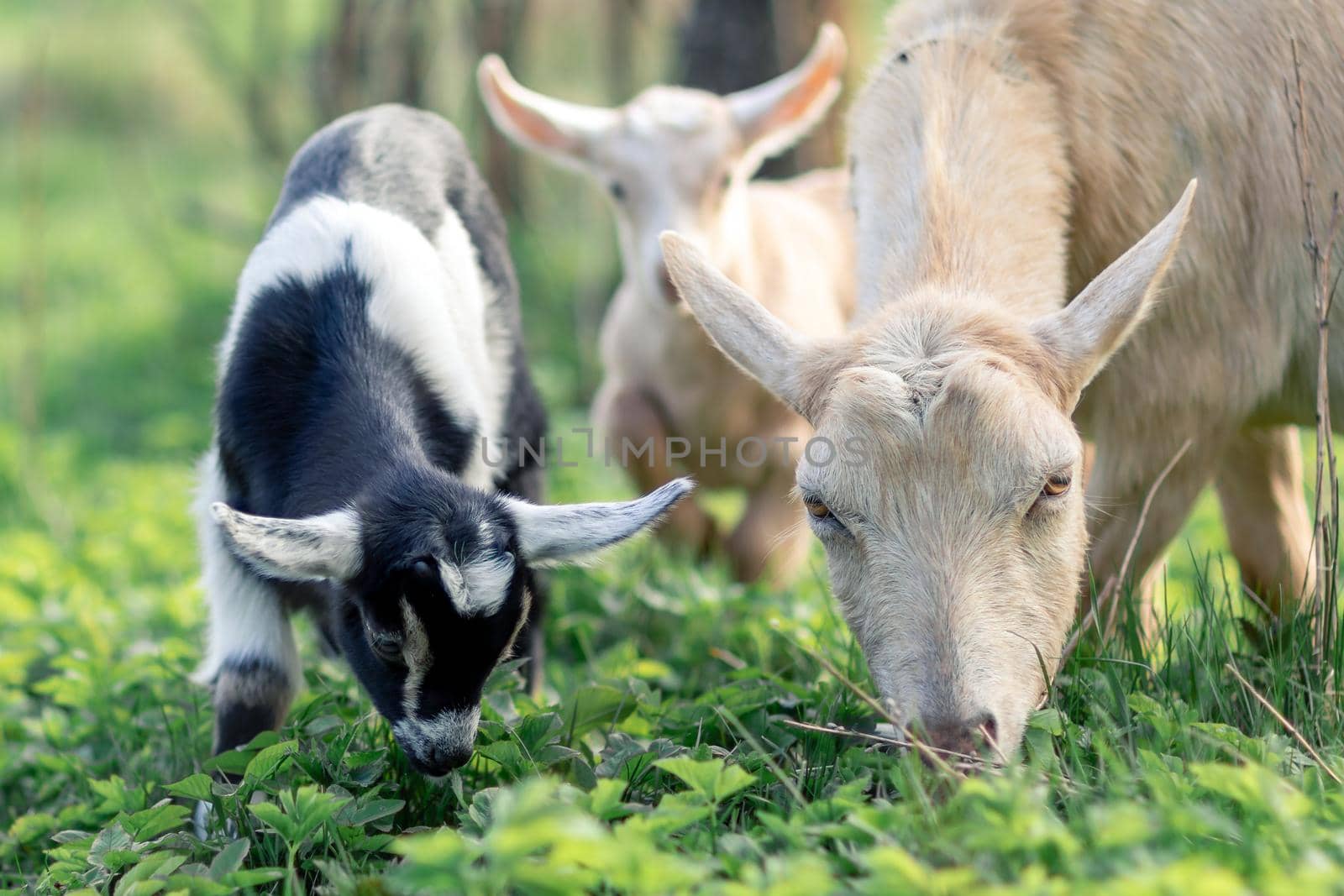 Black and white goatlings and its mother goat by Lincikas