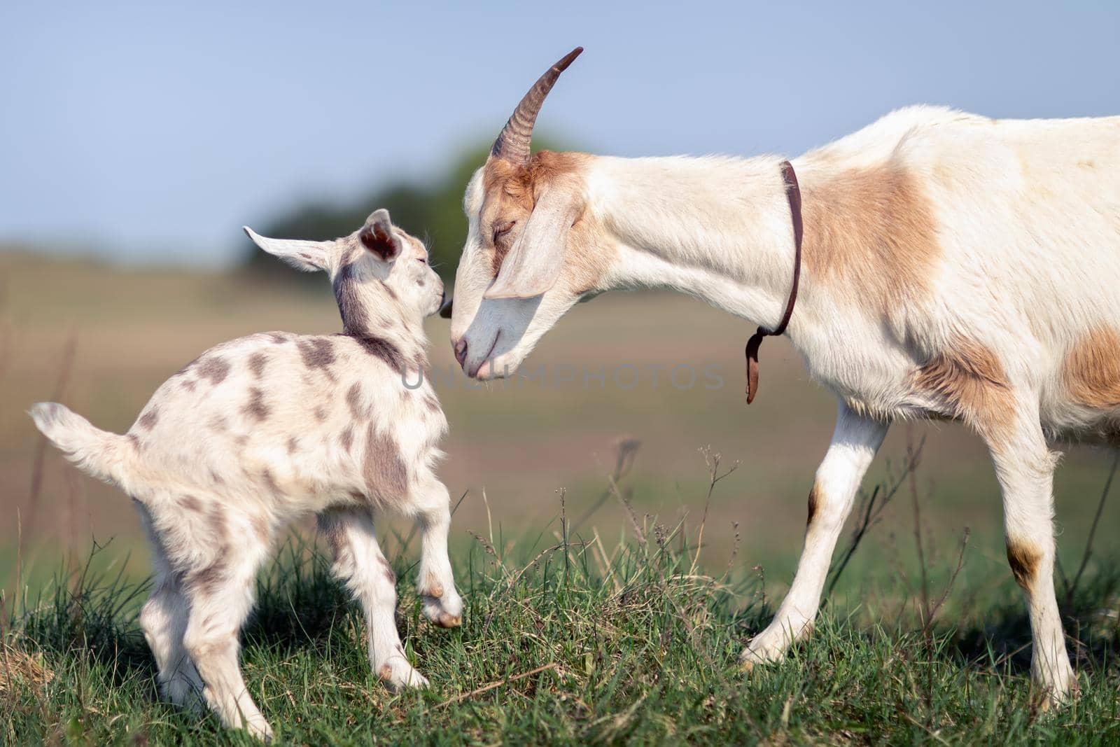 Mom's love and solicitude for her little goatling