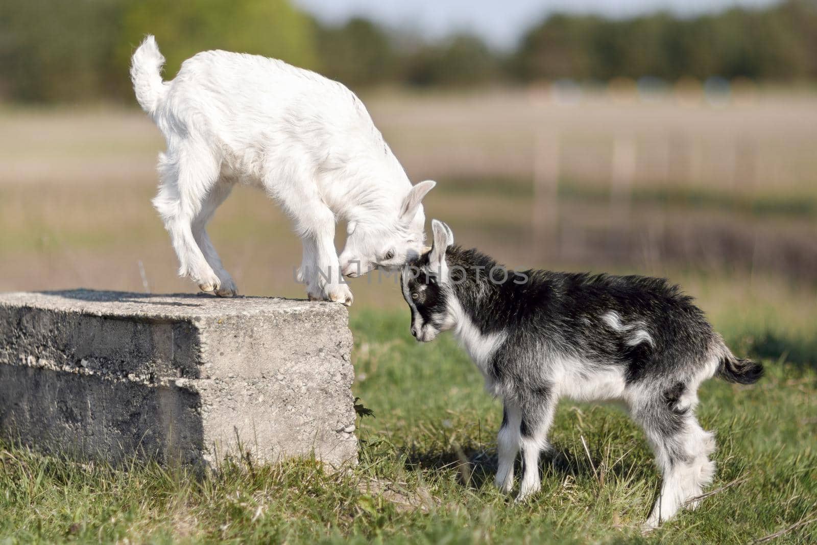 Black and white little goatlings fight for the place on the block