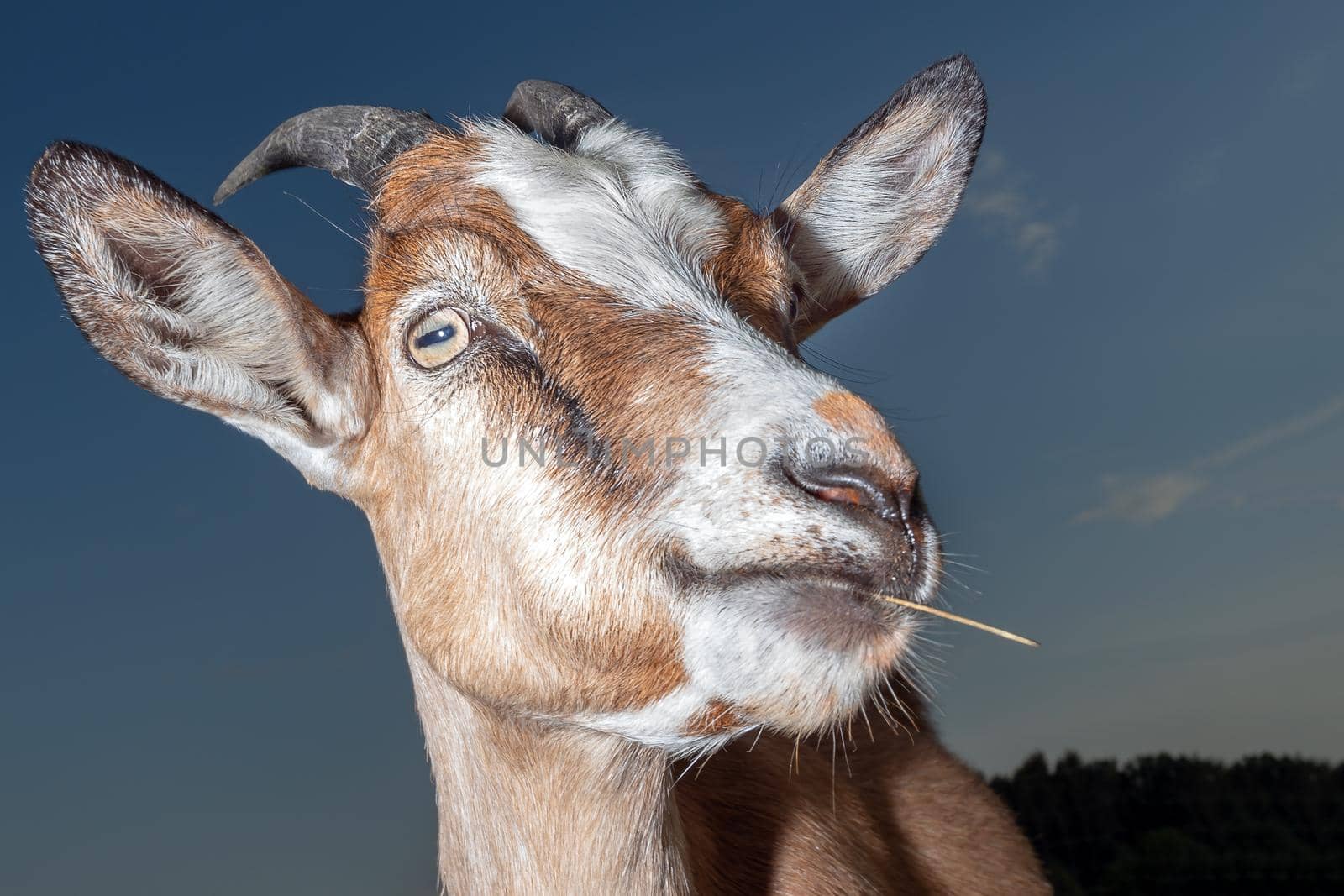 Portrait of nice goat with straw in the mouth on the dark blue sky background