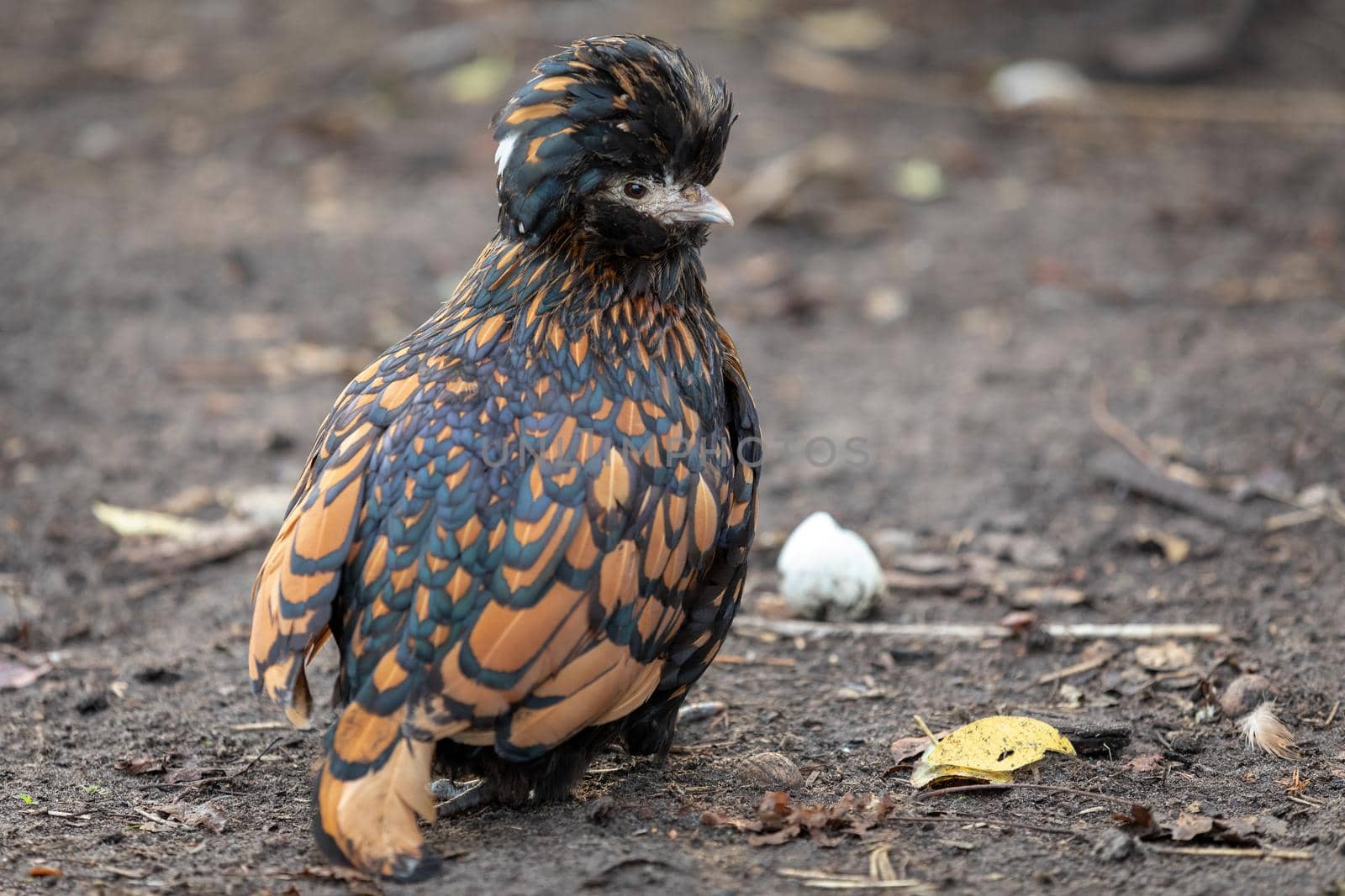 Small hen with big crest sitting in the yard