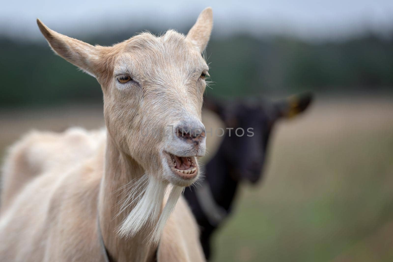 Goat grazing in the meadow shouts loudly and shows his teeth