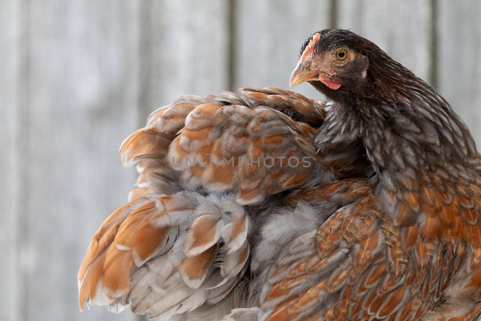 Beautiful chicken shows her beautiful feathers