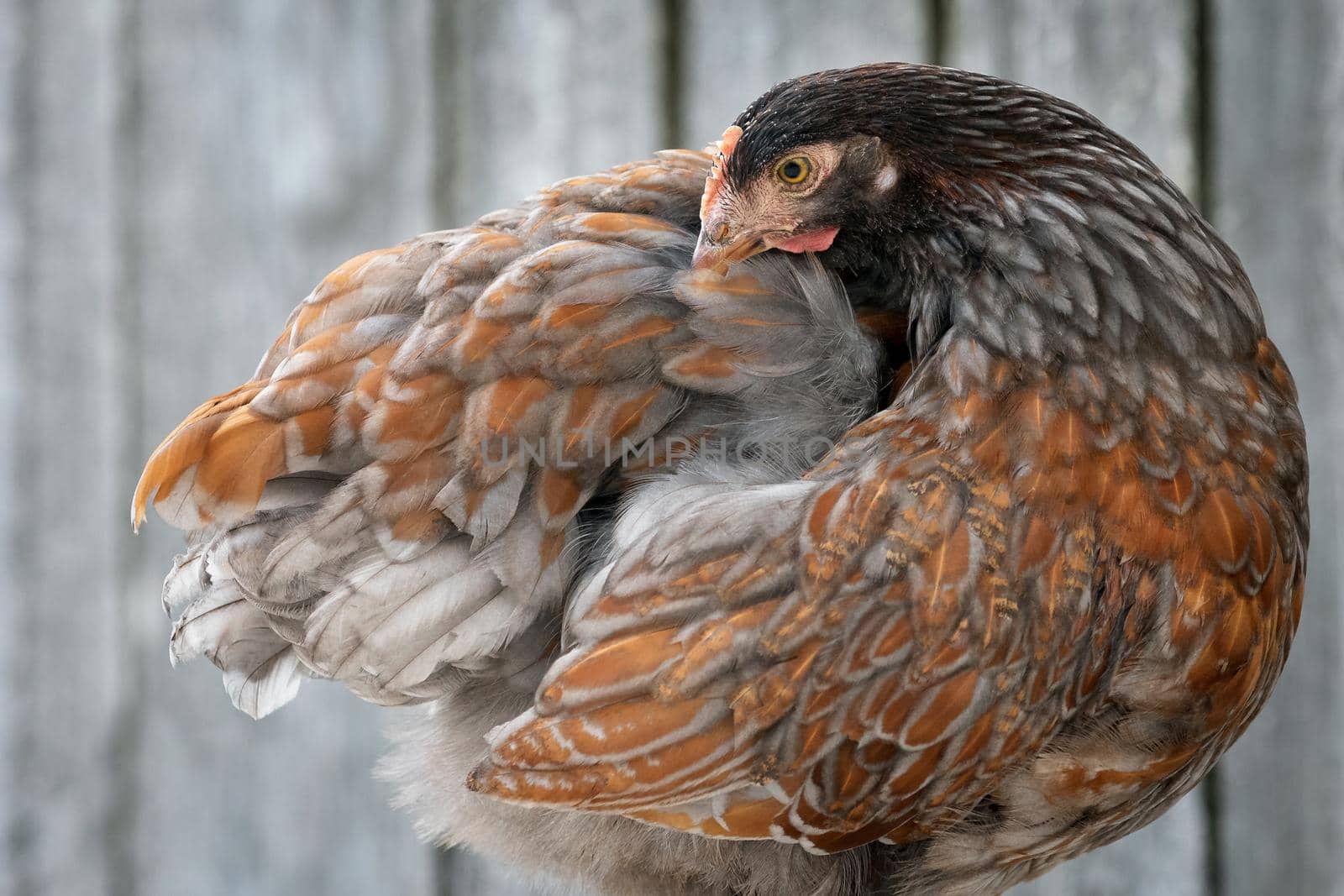 Beautiful brown hen combs and fix her feathers