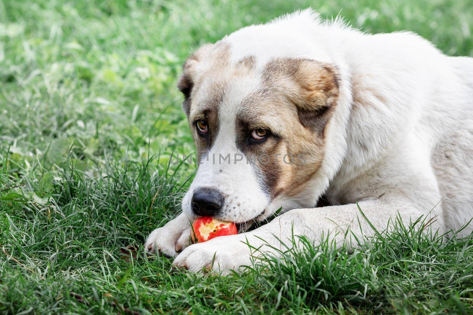 Young Central Asian Shepherd dog laying on the green grass and eats red apple