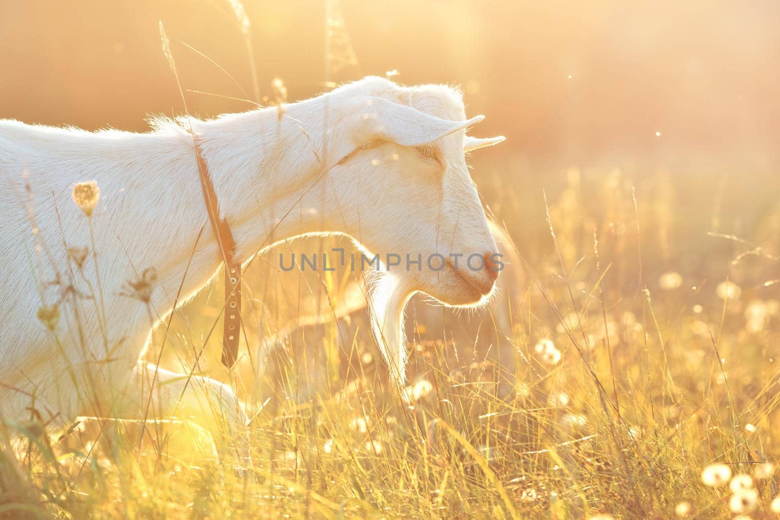 White goat graze in the golden meadow 