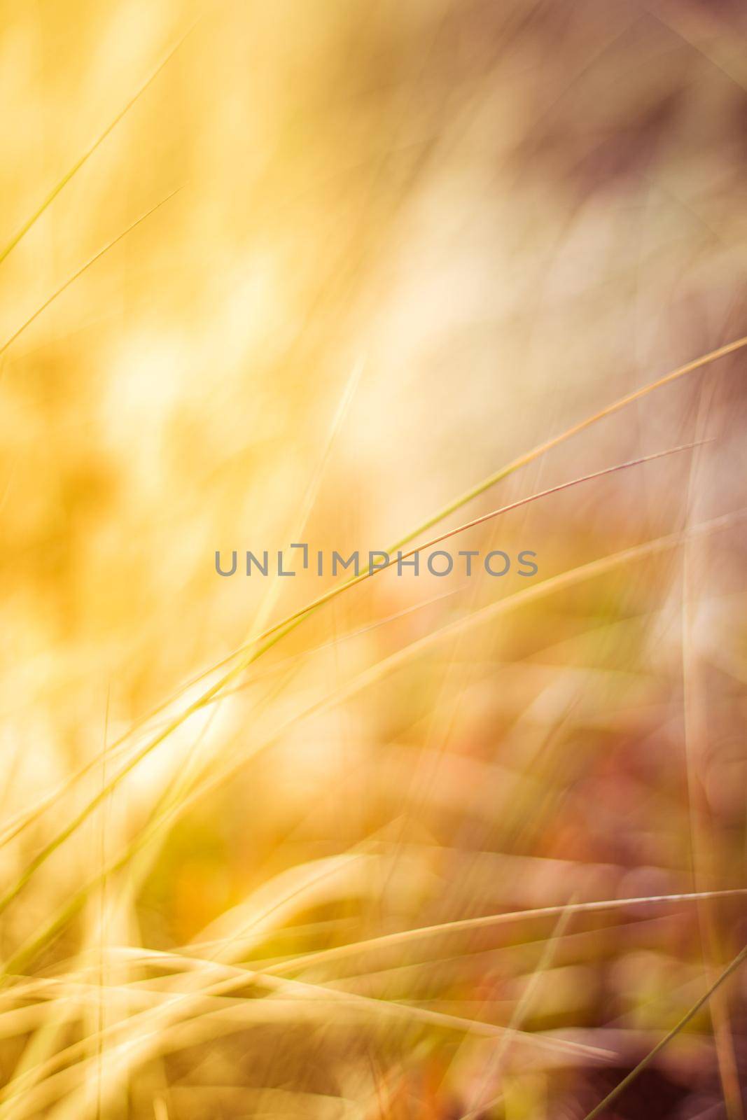 Sunshine over the summer field - beauty in nature, balanced lifestyle, environmental concept. Enjoying the sense of freedom