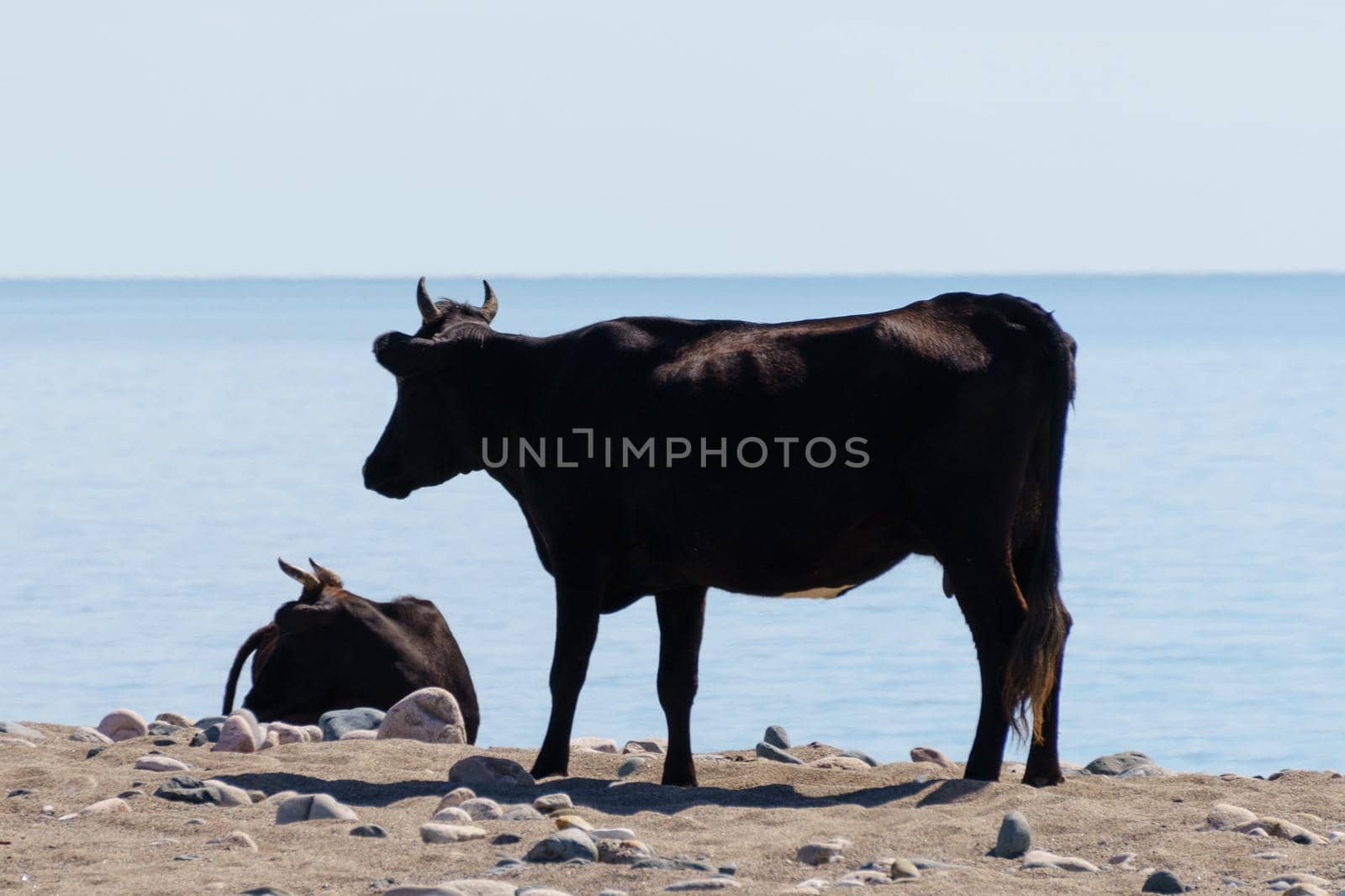 Natural background with cows on the beach, lake.