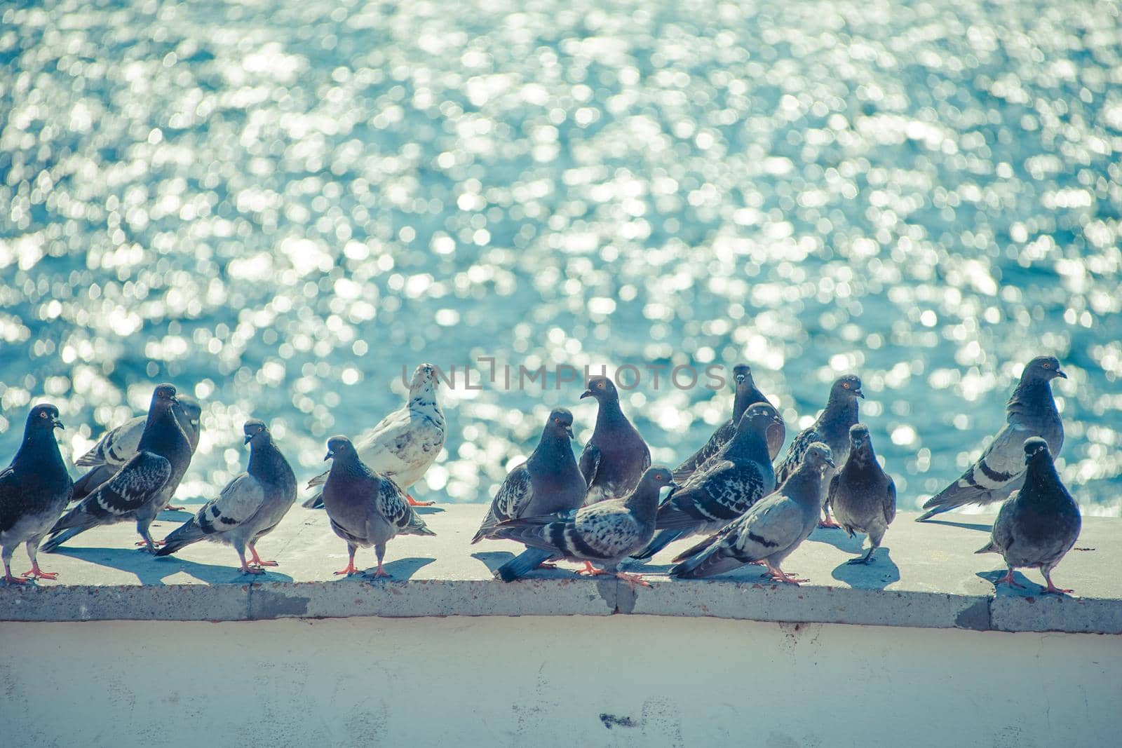 A flock of pigeons on the waterfront against the blue sea.