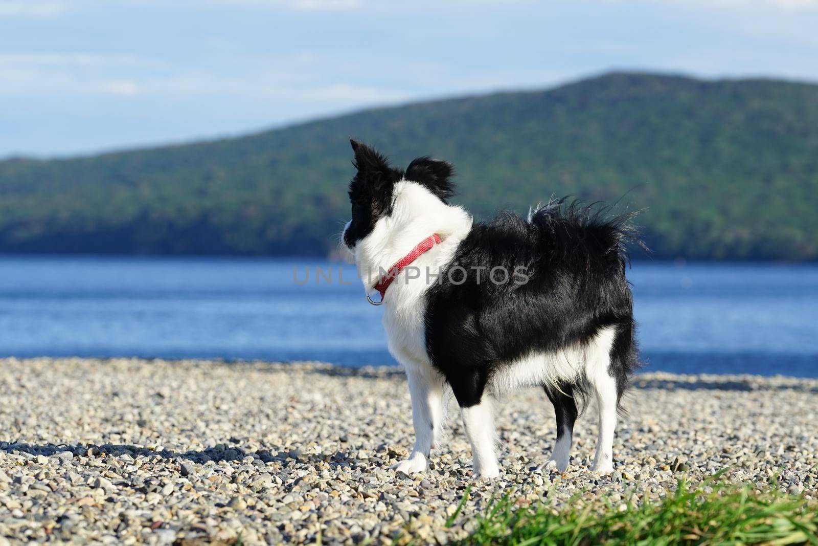 Seascape and dogs on the beach. Vladivostok, Primorsky Krai