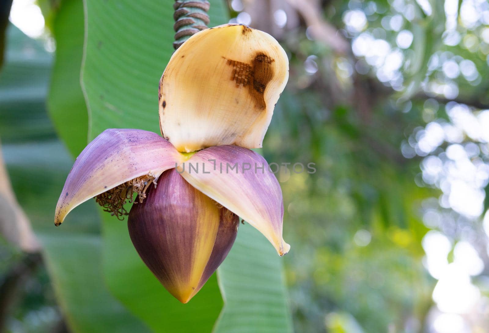 Banana flower on a blurred background with bokeh.
