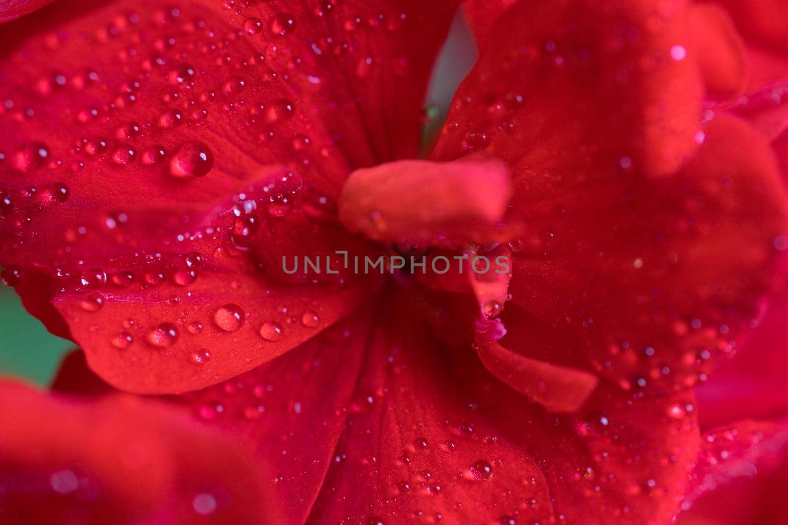 Red geranium flower in macro with dew drops