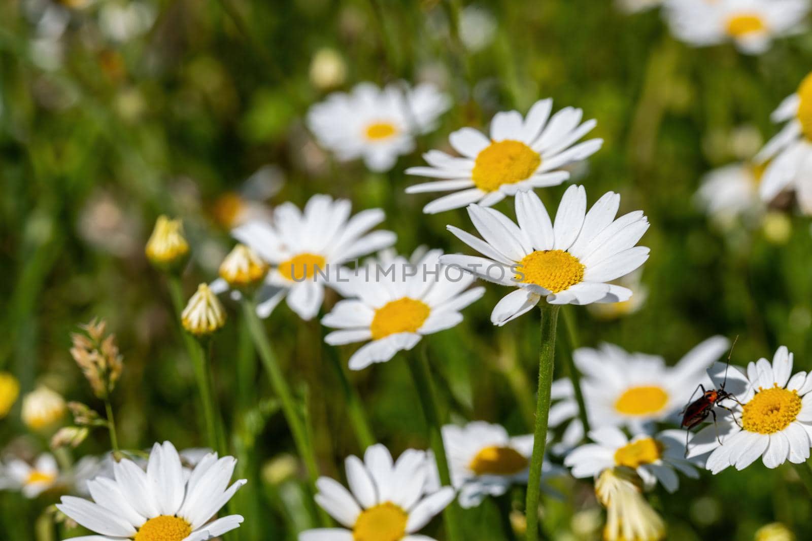 the daisies flower for the preparation of the infusion of chamomile by carfedeph