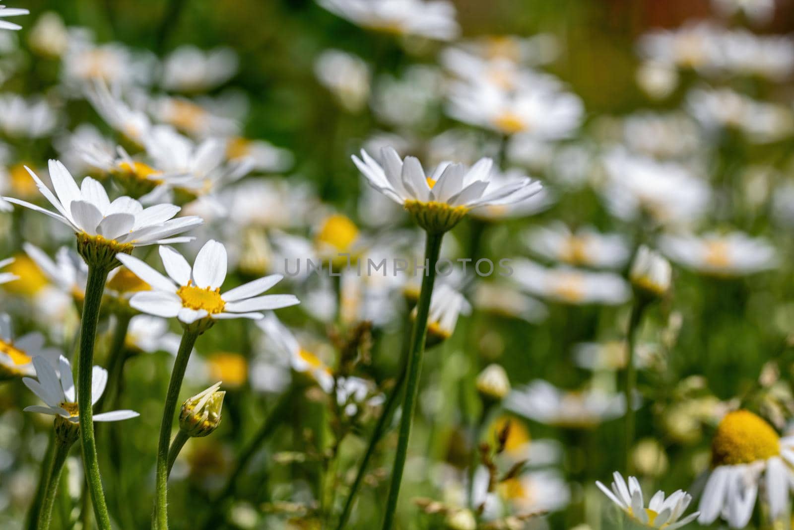 daisies flower for the preparation of the infusion of chamomile