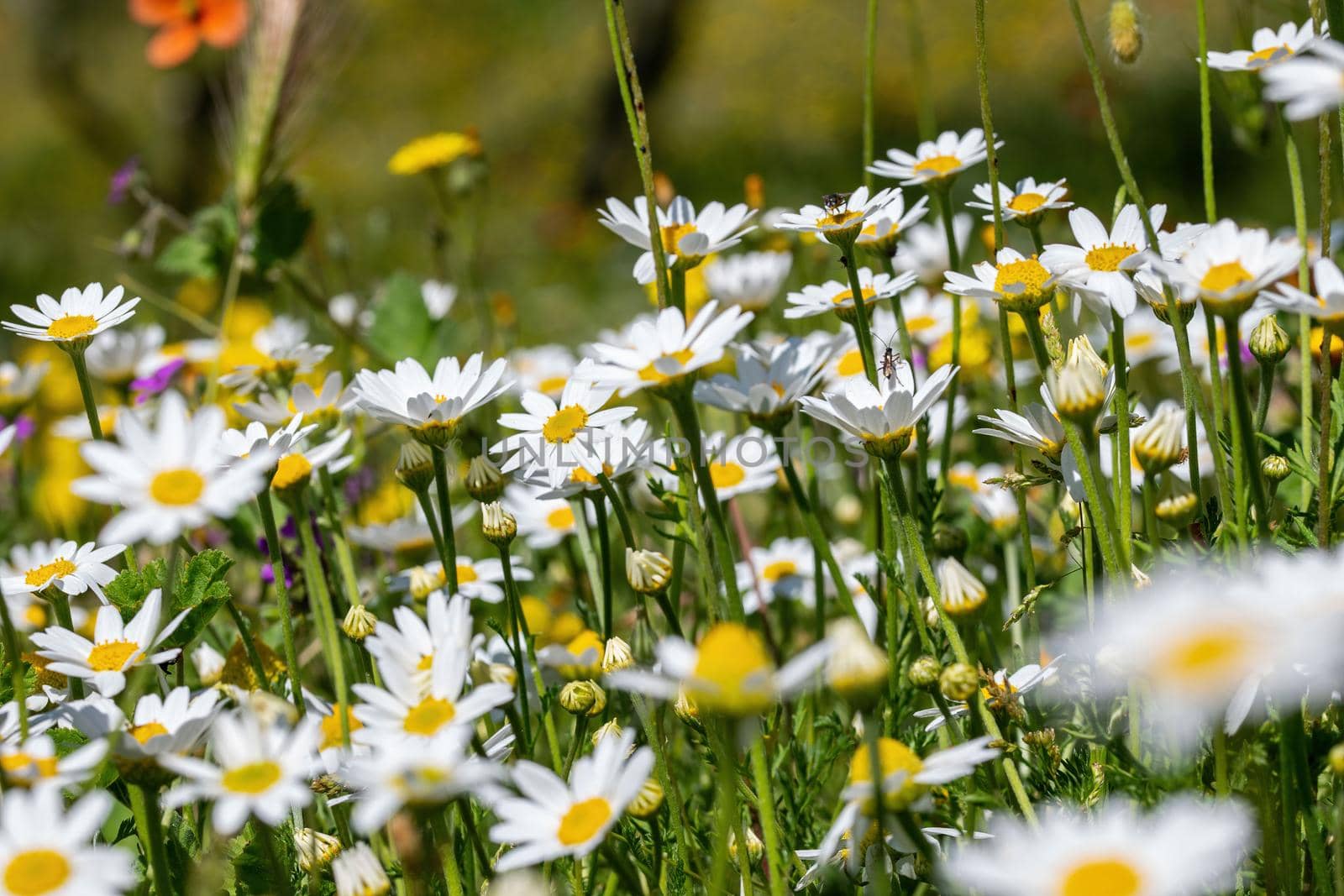 the daisies flower for the preparation of the infusion of chamomile by carfedeph