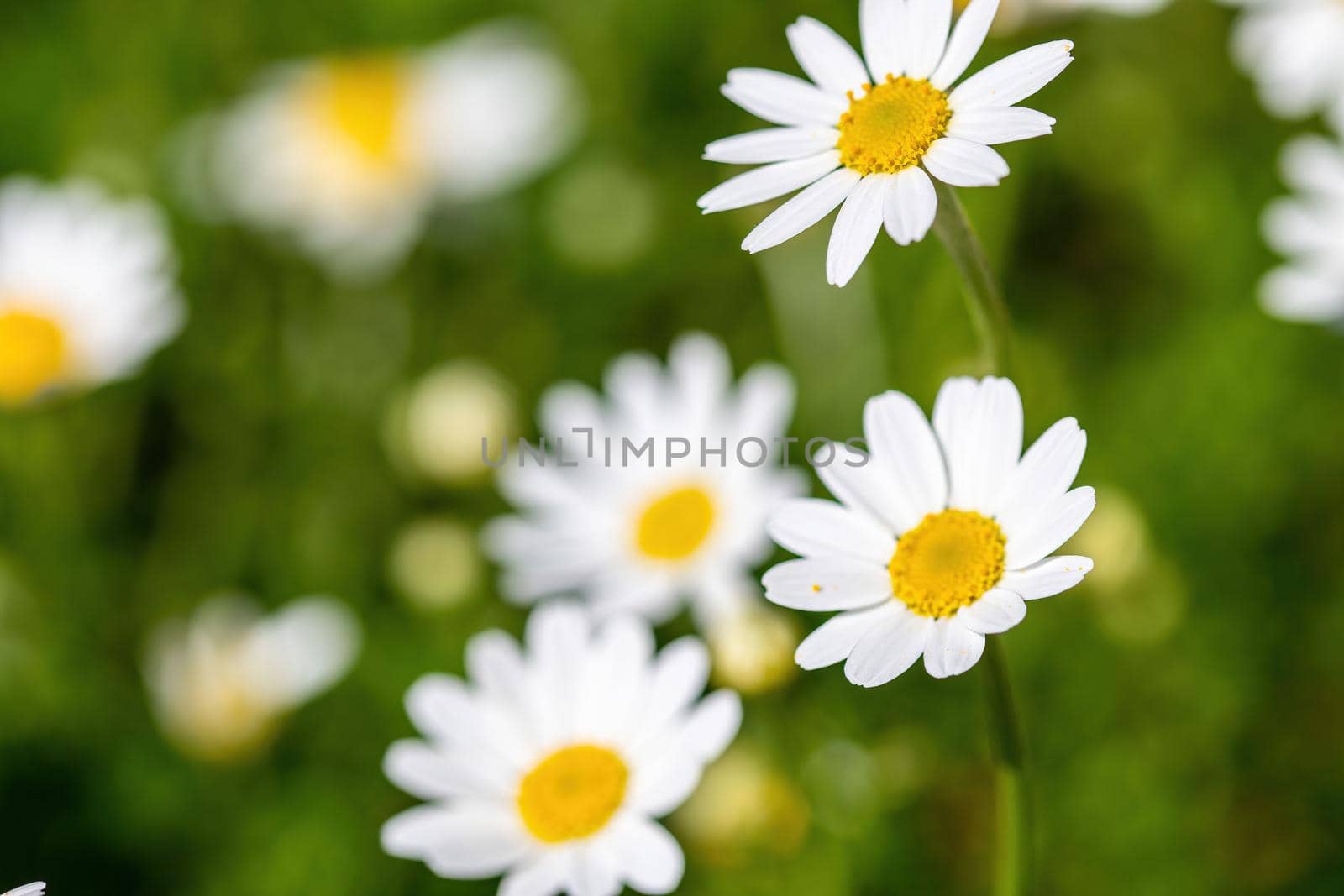 the daisies flower for the preparation of the infusion of chamomile by carfedeph