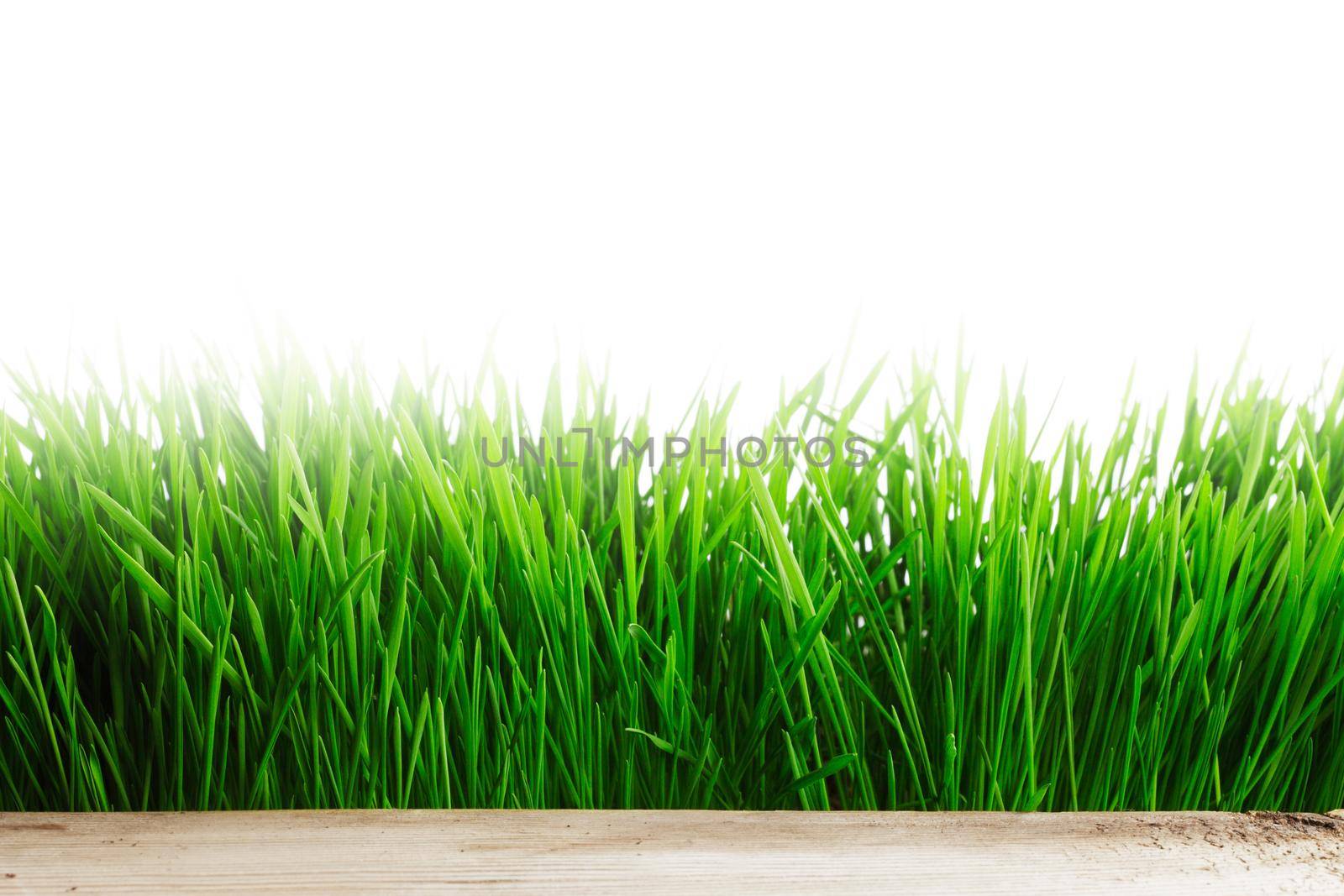 Green grass isolated on white by Yellowj