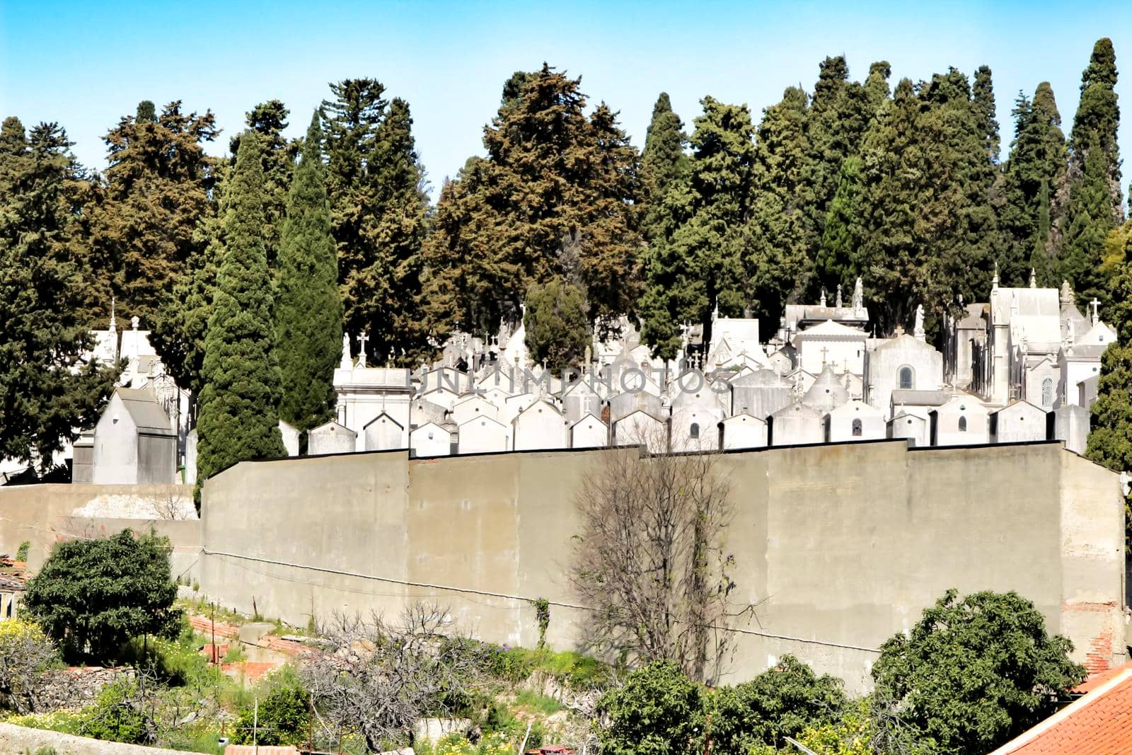 Views of Dos Prazeres cemetery in Lisbon. Cypresses in the background.