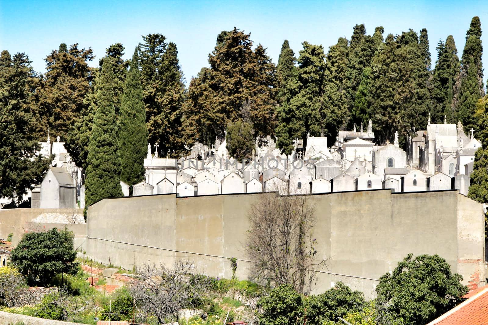 Views of Dos Prazeres cemetery in Lisbon. Cypresses in the background.