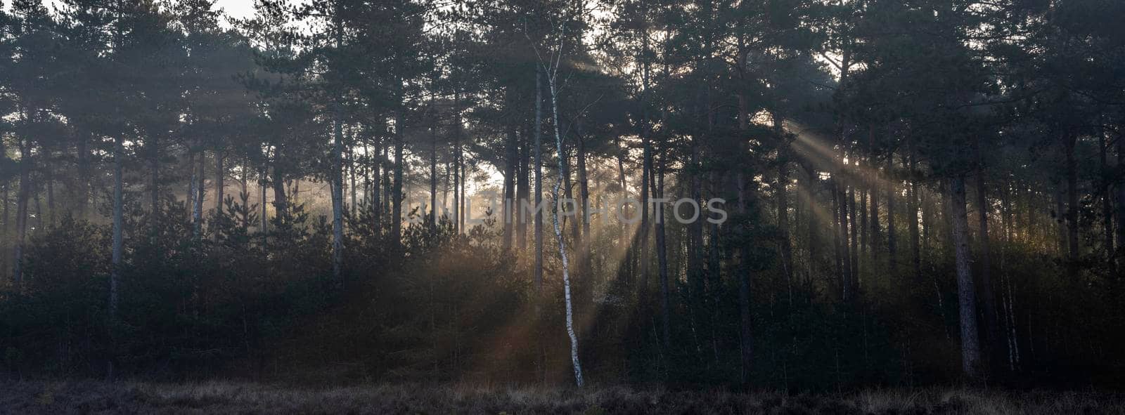 forest with fur trees in early morning sunshine with light beams and lonely birch