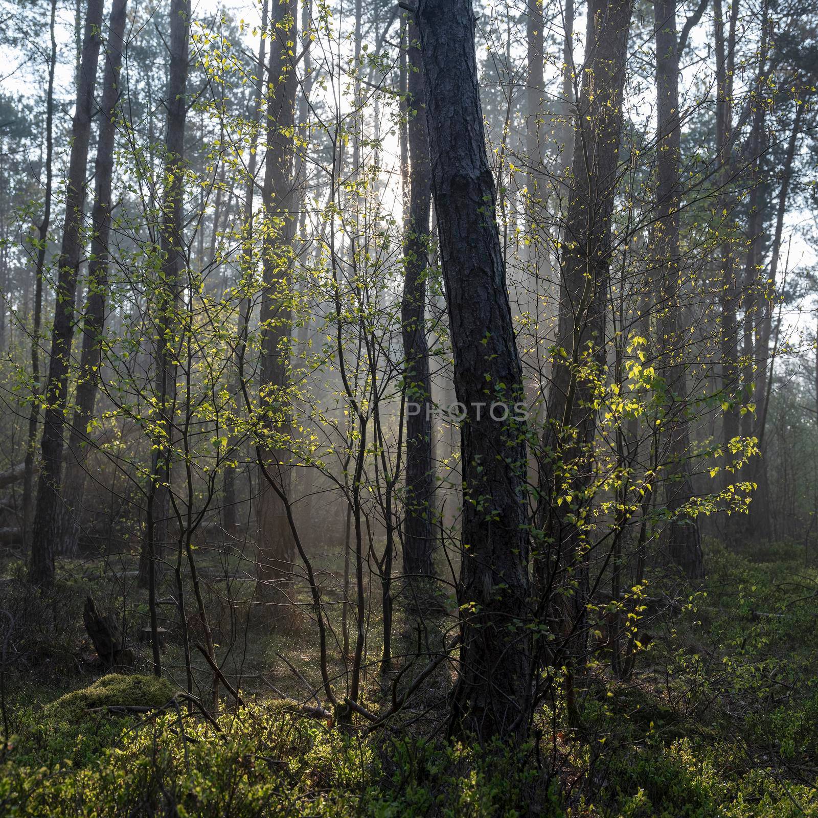 fresh leaves lit up in early morning sunshine between trunks of forest in spring by ahavelaar
